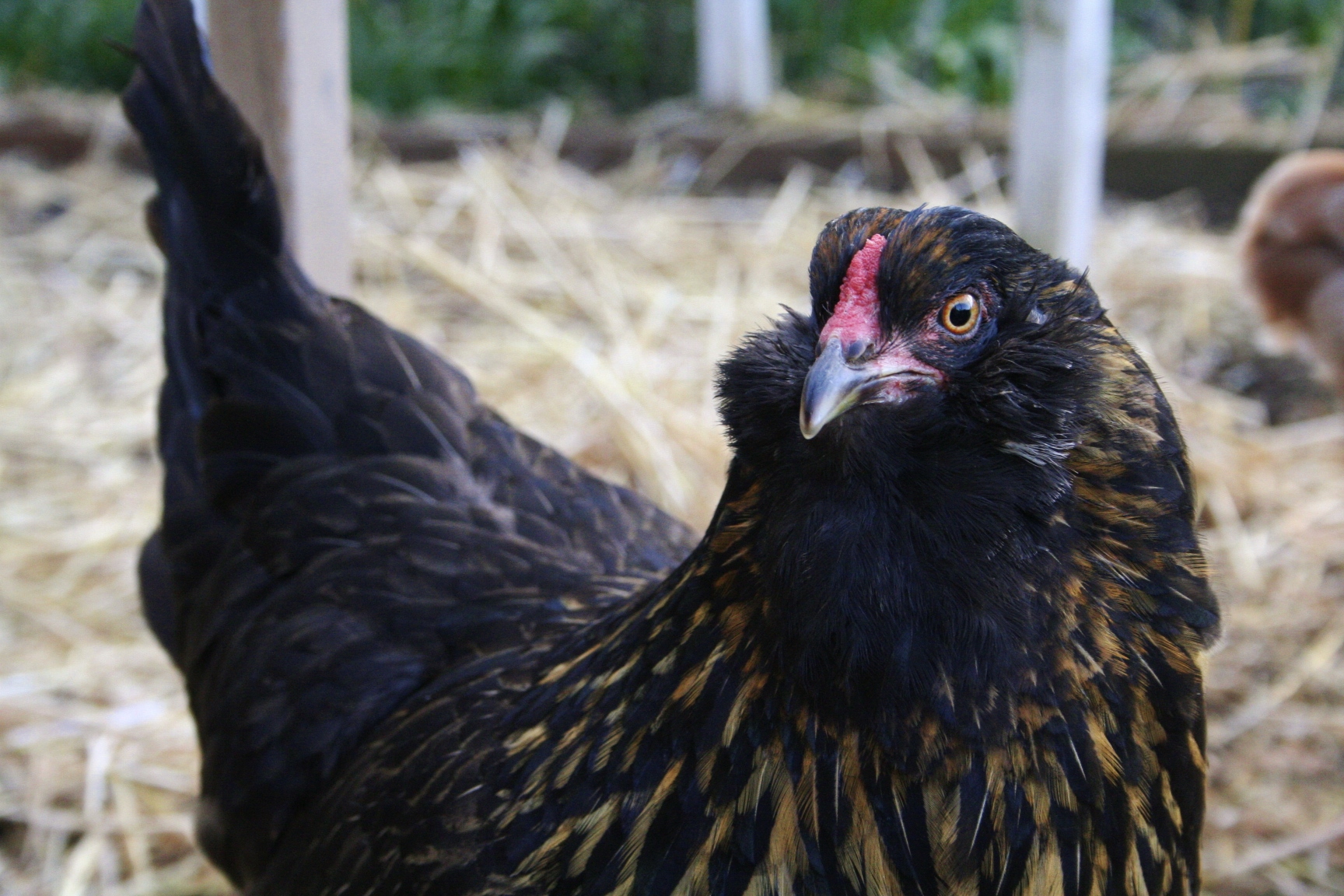 Gypsy, an Ameraucana