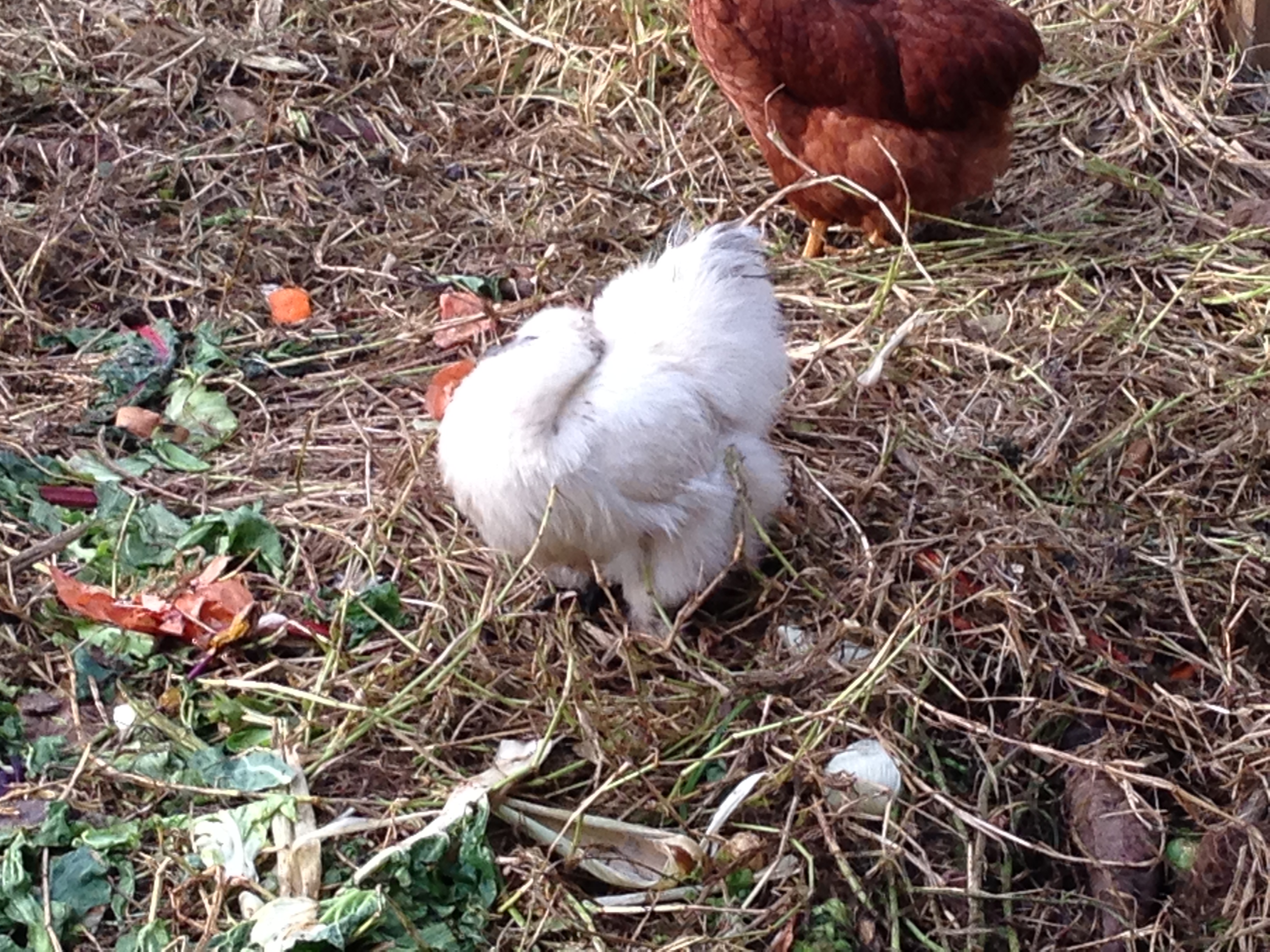 Gypsy our oldest chicken and a regular layer