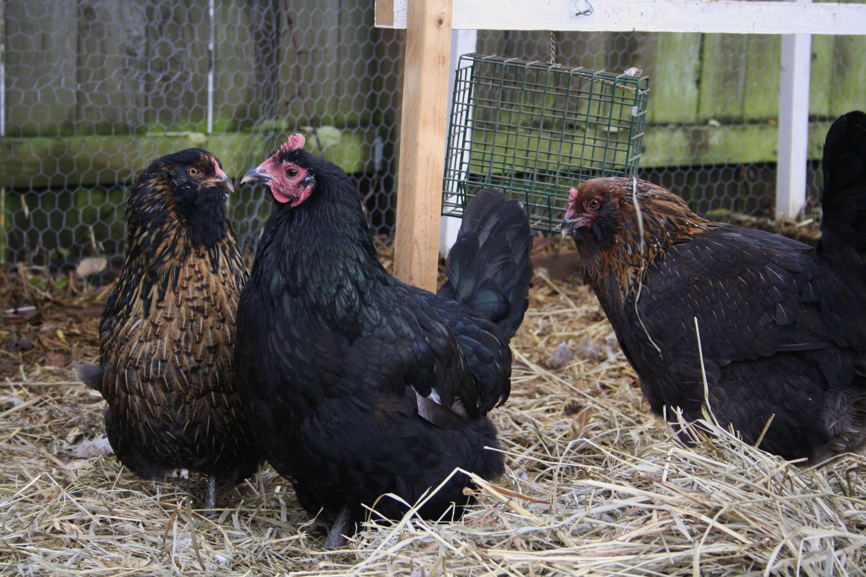 Gypsy, Queen Velma, and Jezebel.