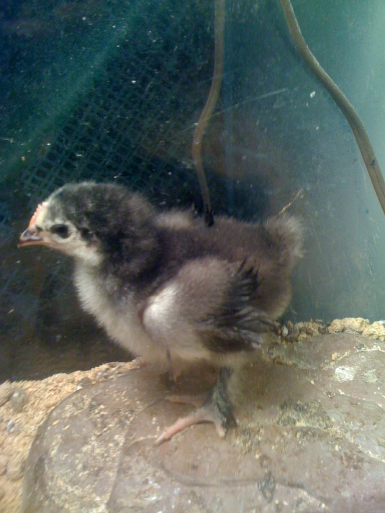 h21912a.jpg  Happy about 2 1/2 wks