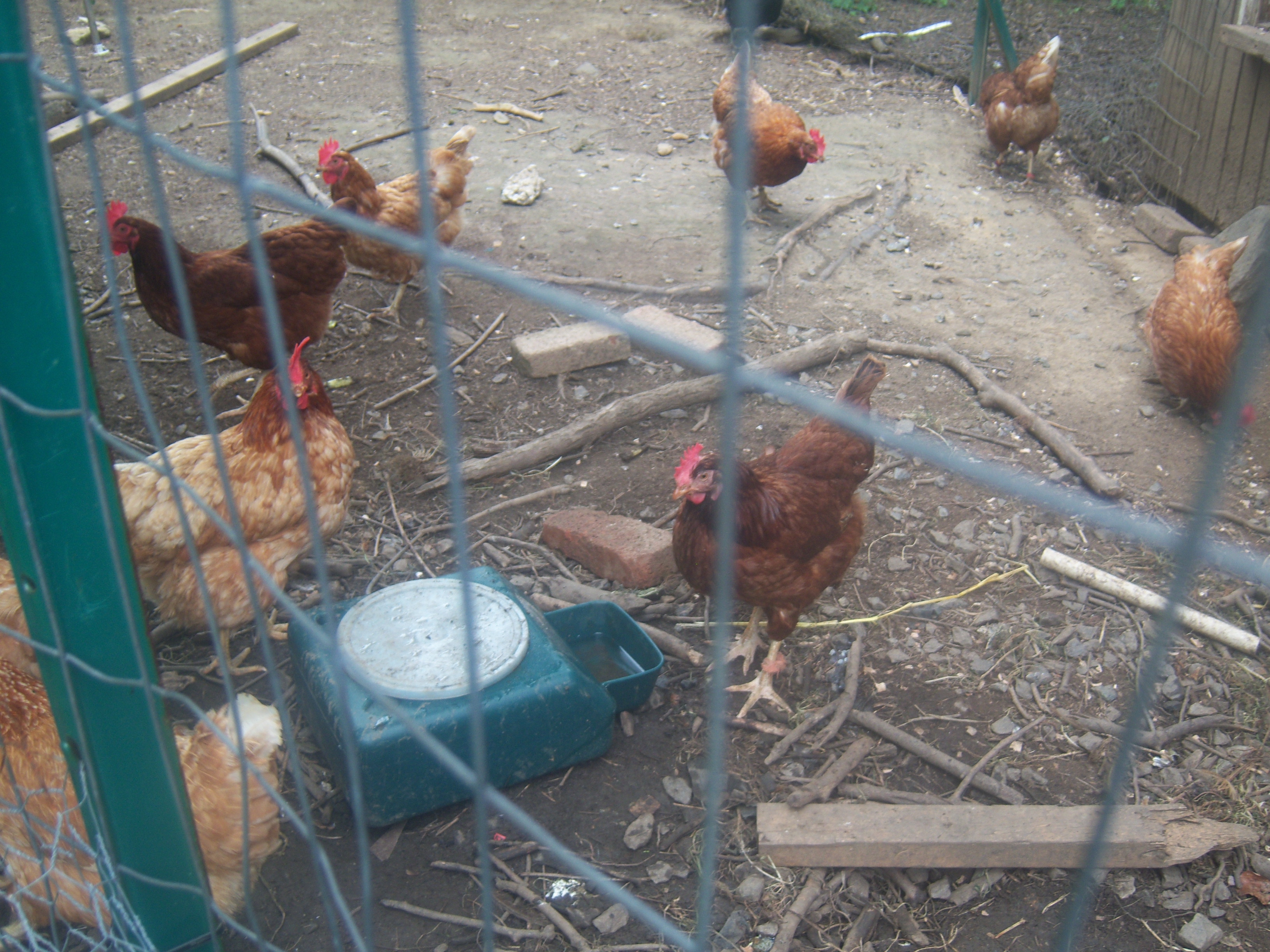 H2O, Rhode island red and peasants