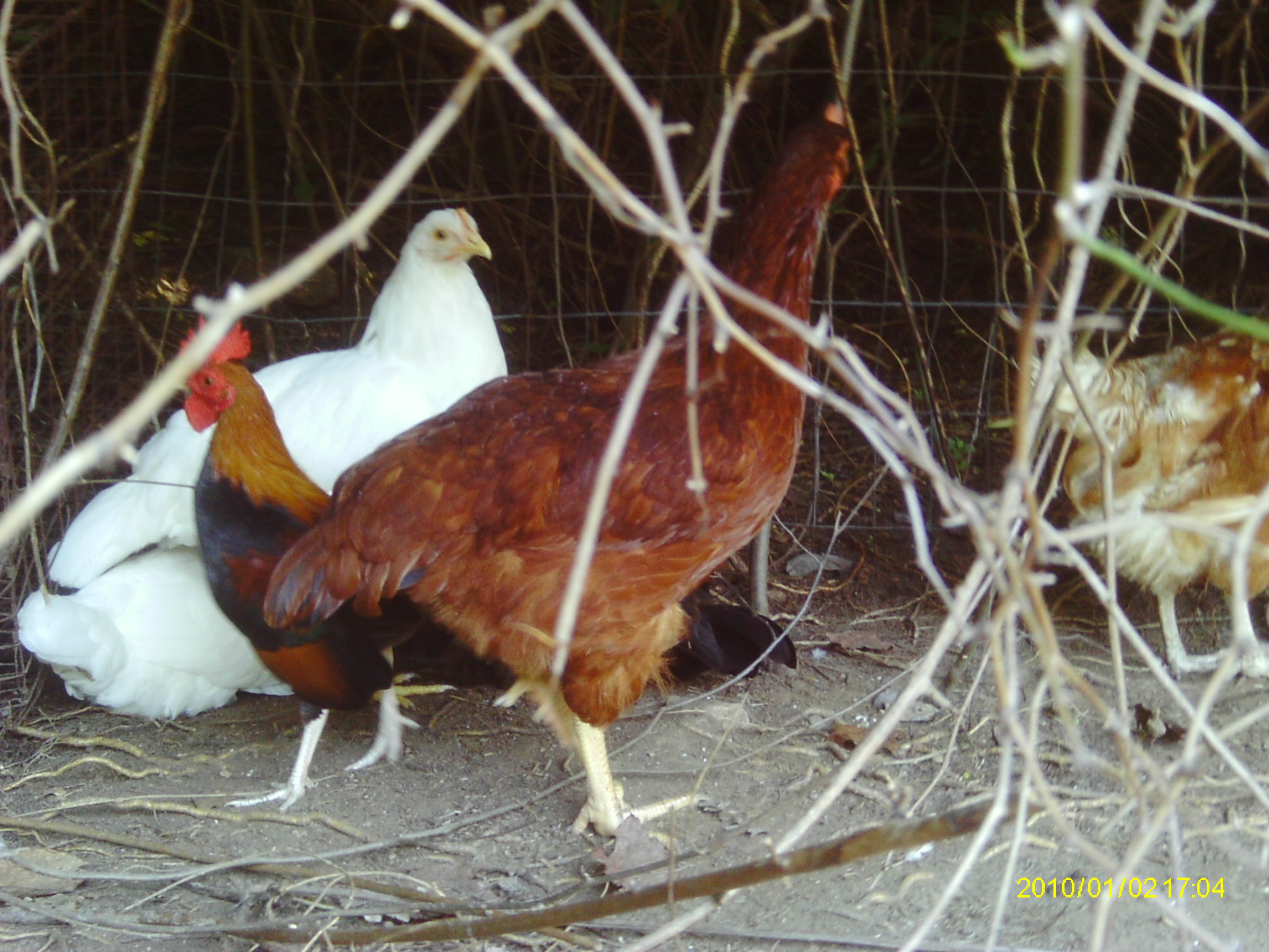 H2O, Rhode island red, pep,Japaneses bantam, and the two white leg horns