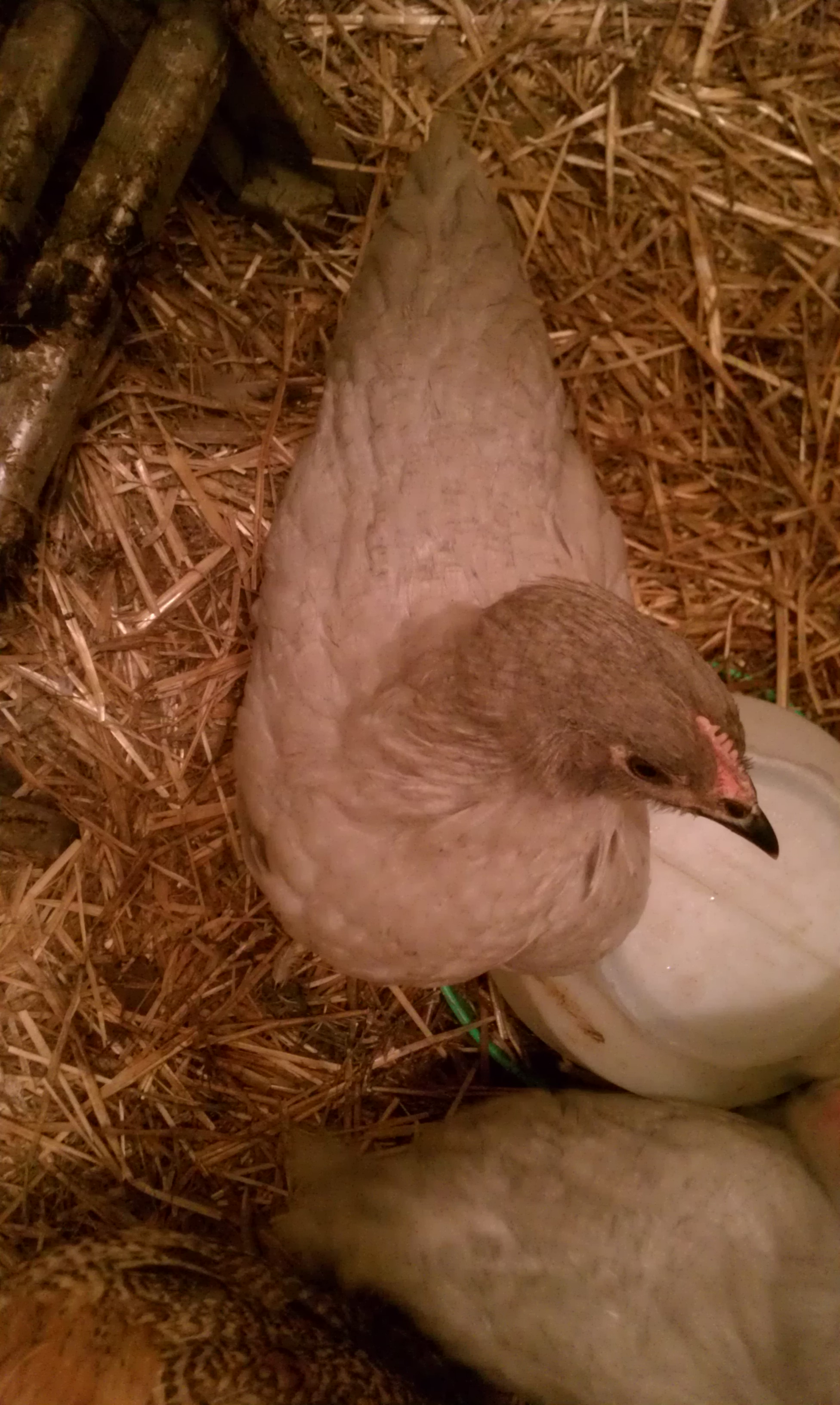 Ha! I forgot I took this one. Another one of my Lavender Orpingtons. Pretty sure it's a roo. It would only let me take this one pic for now. Good luck on guessing. I'll post more pics tomorrow!