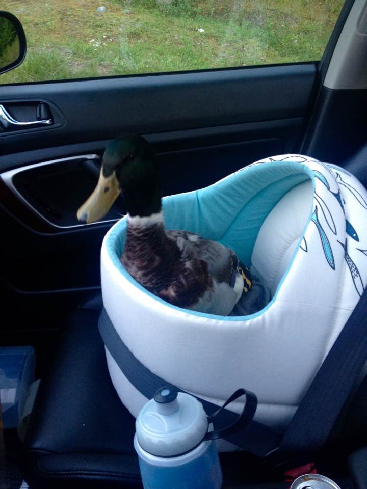 Hack: cat bed as a ducky car seat!