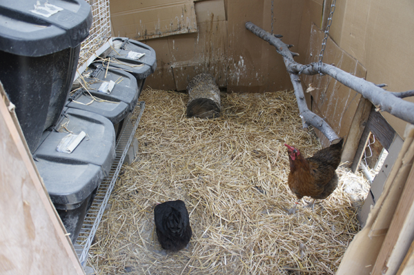 Had alot of wasted space just inside the doors. Using the round buckets for nests created broken/dirty eggs. I put in a raised shelf, the hens nest underneath it. store my feed inside the coop to put that space to use and keep everything dry.