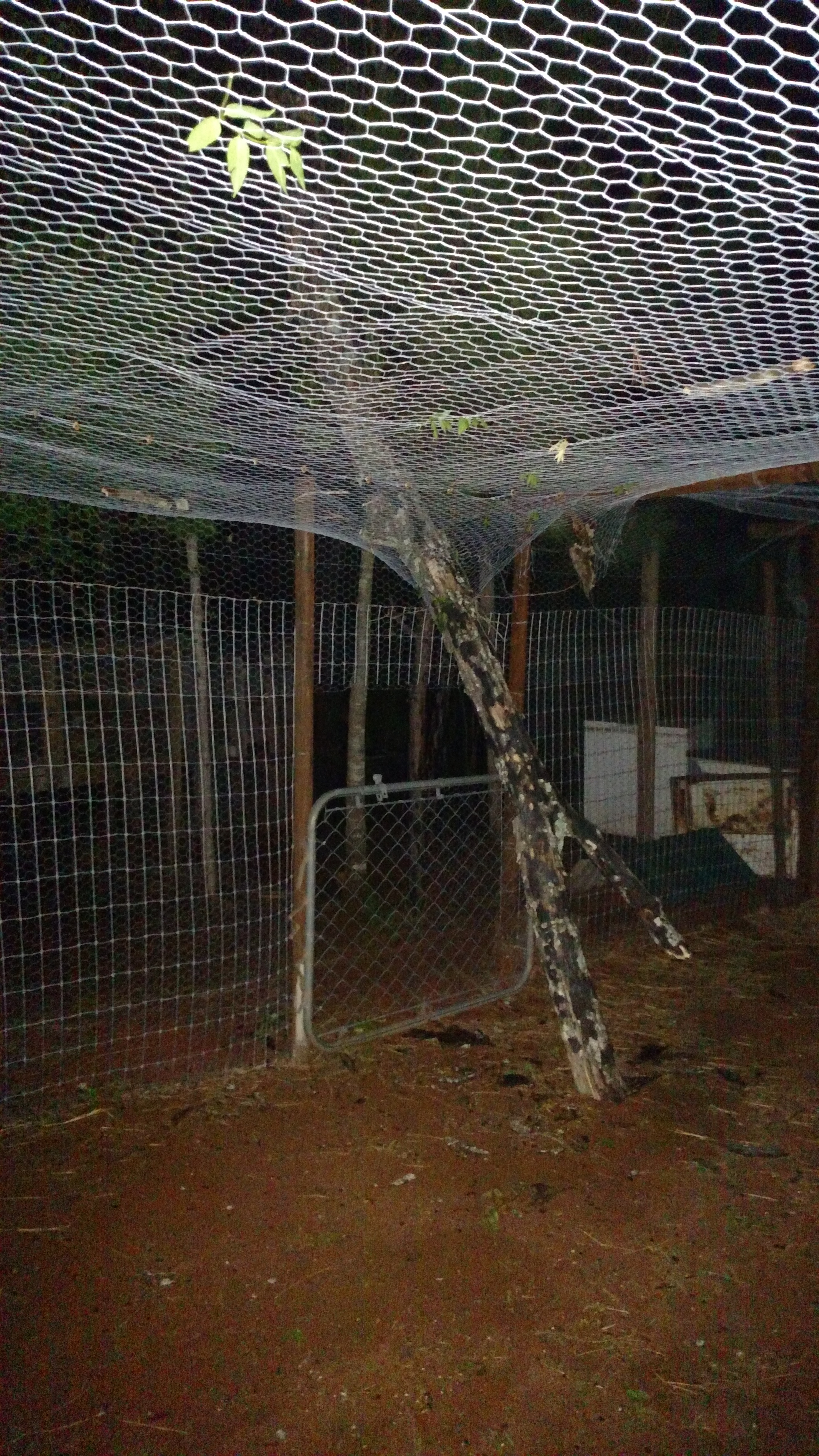 Had some wind last night.  Blew over top of large oak tree that was dead.  Knew I was probably going to have to repair the top of enclosed pen, but not this soon.  More on to do list.