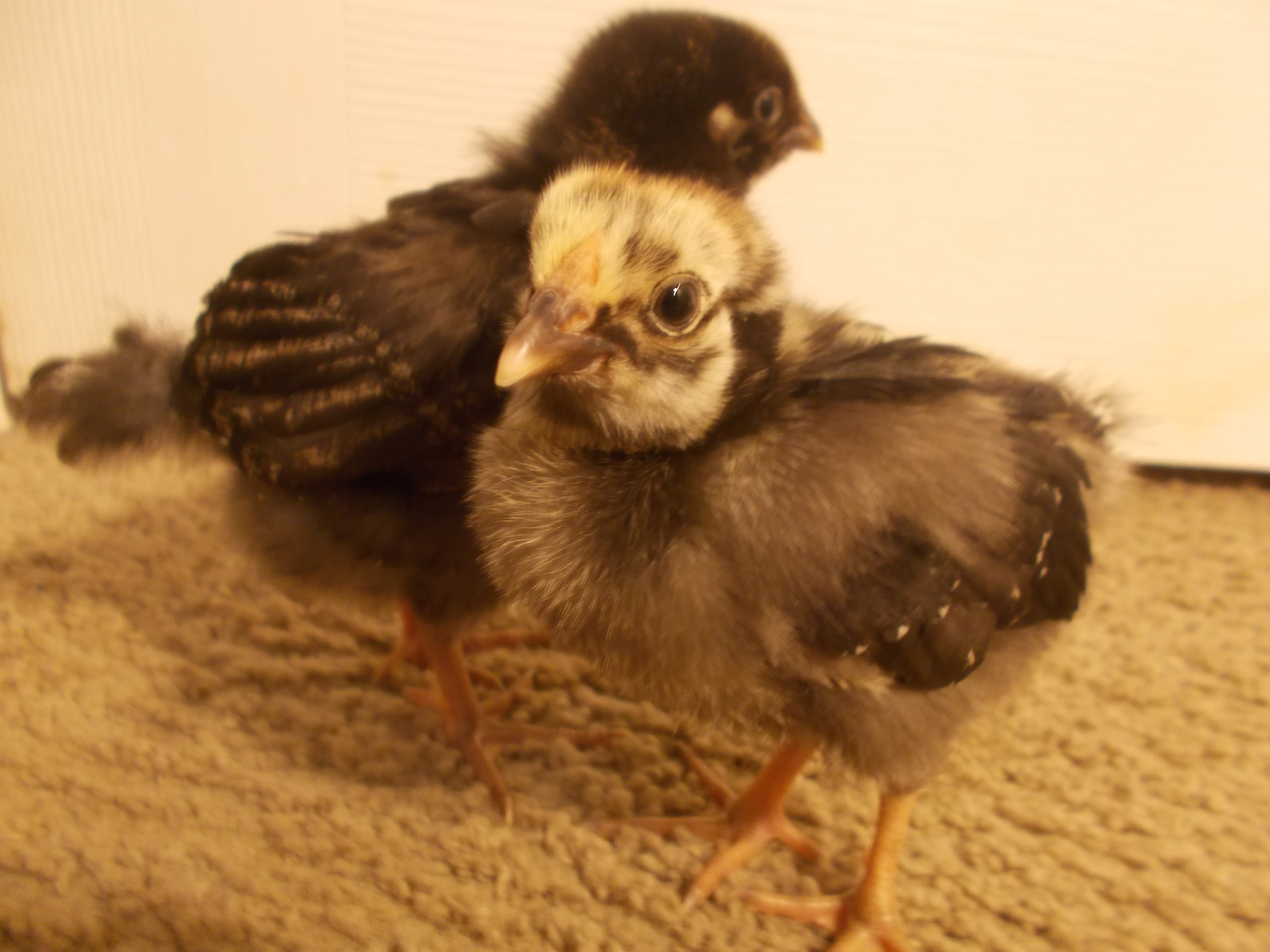 Had these 2 lovely Silver Laced Wyandottes for 2 weeks now c:
