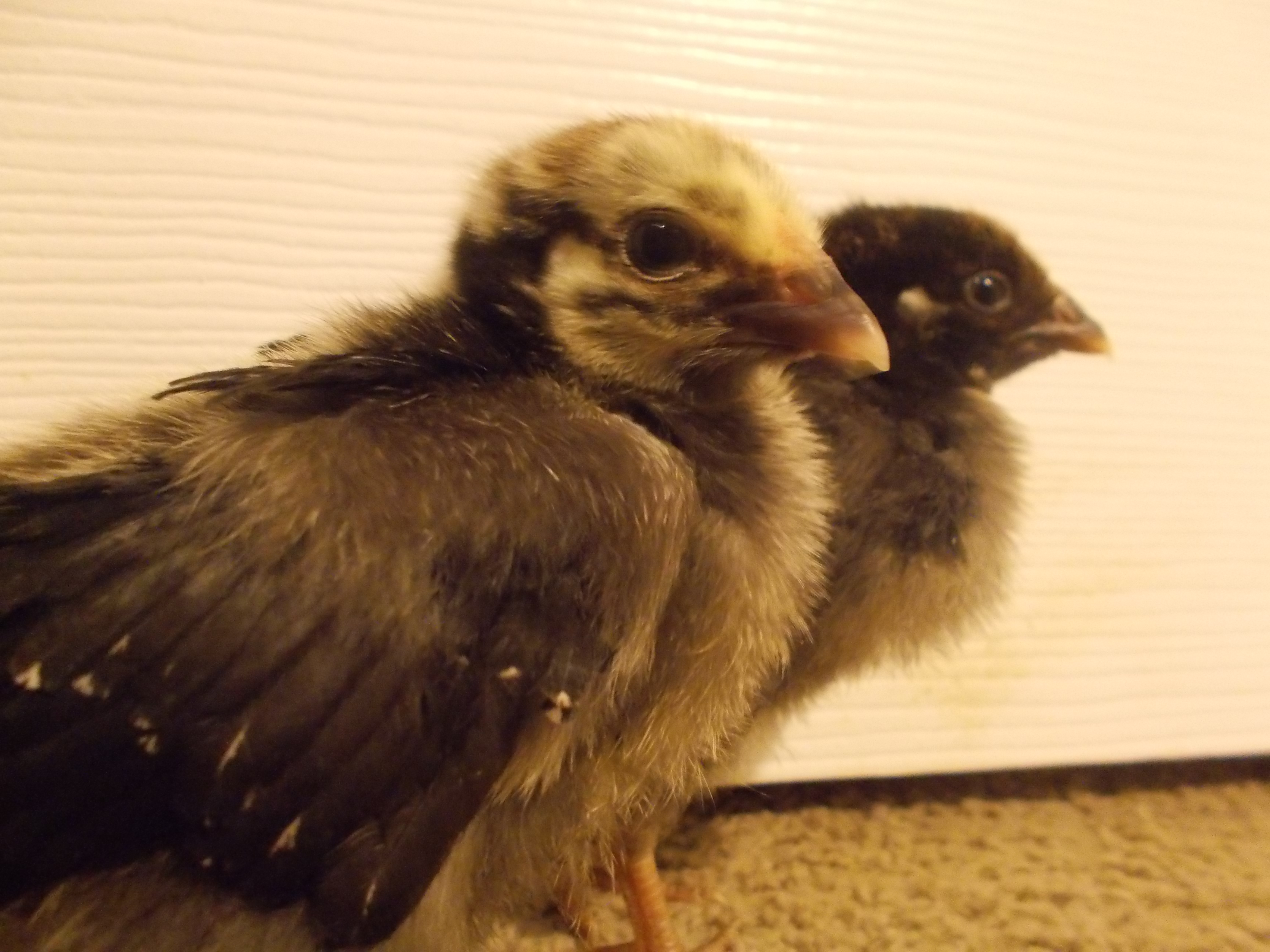 Had these 2 lovely Silver Laced Wyandottes for 2 weeks now c: