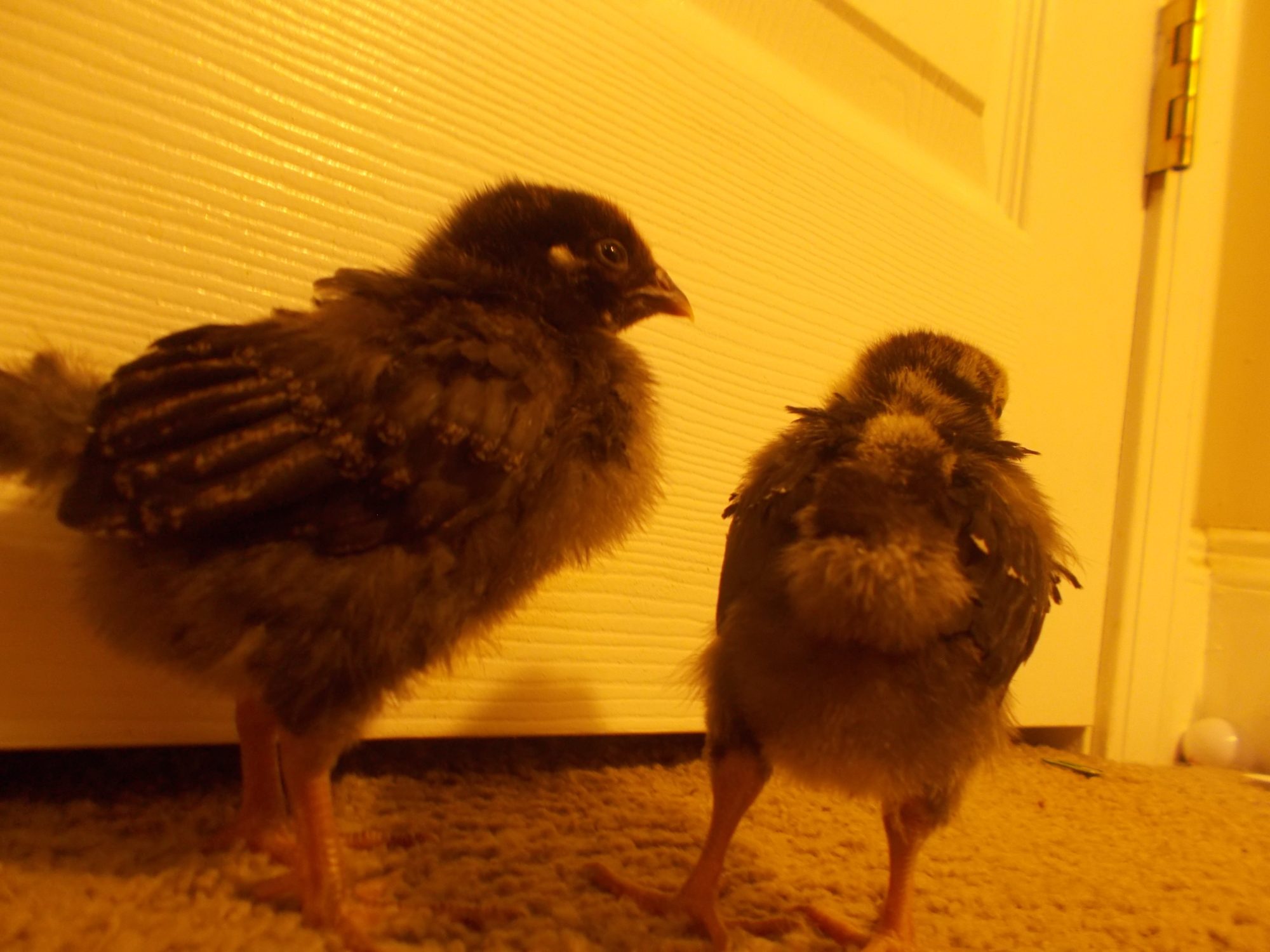 Had these 2 lovely Silver Laced Wyandottes for 2 weeks now c: