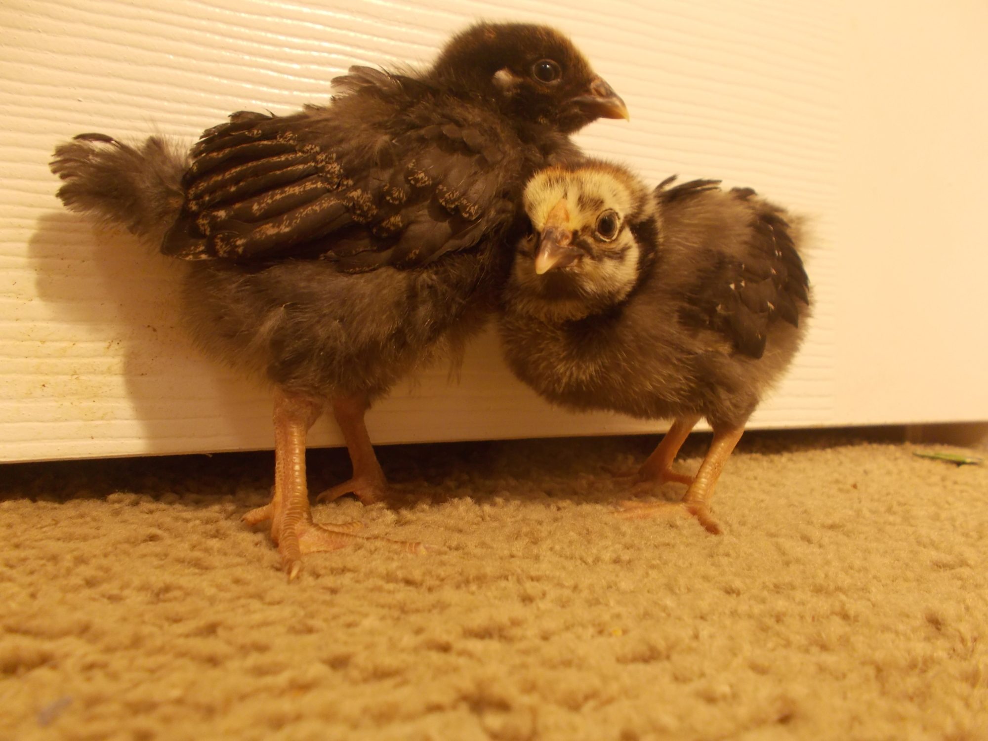 Had these 2 lovely Silver Laced Wyandottes for 2 weeks now c: