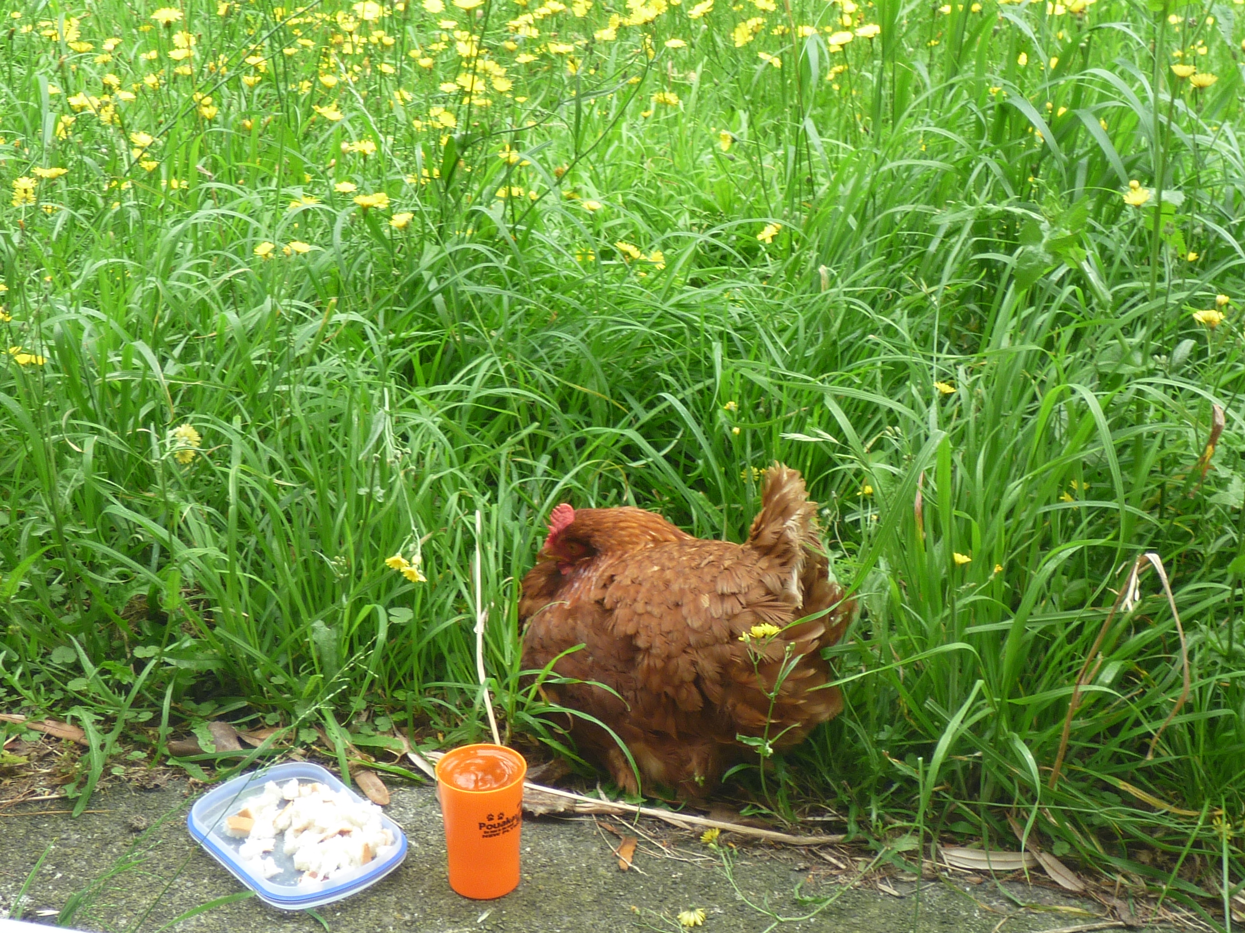 Had to chuck mummy off the nest cause she was getting sick.