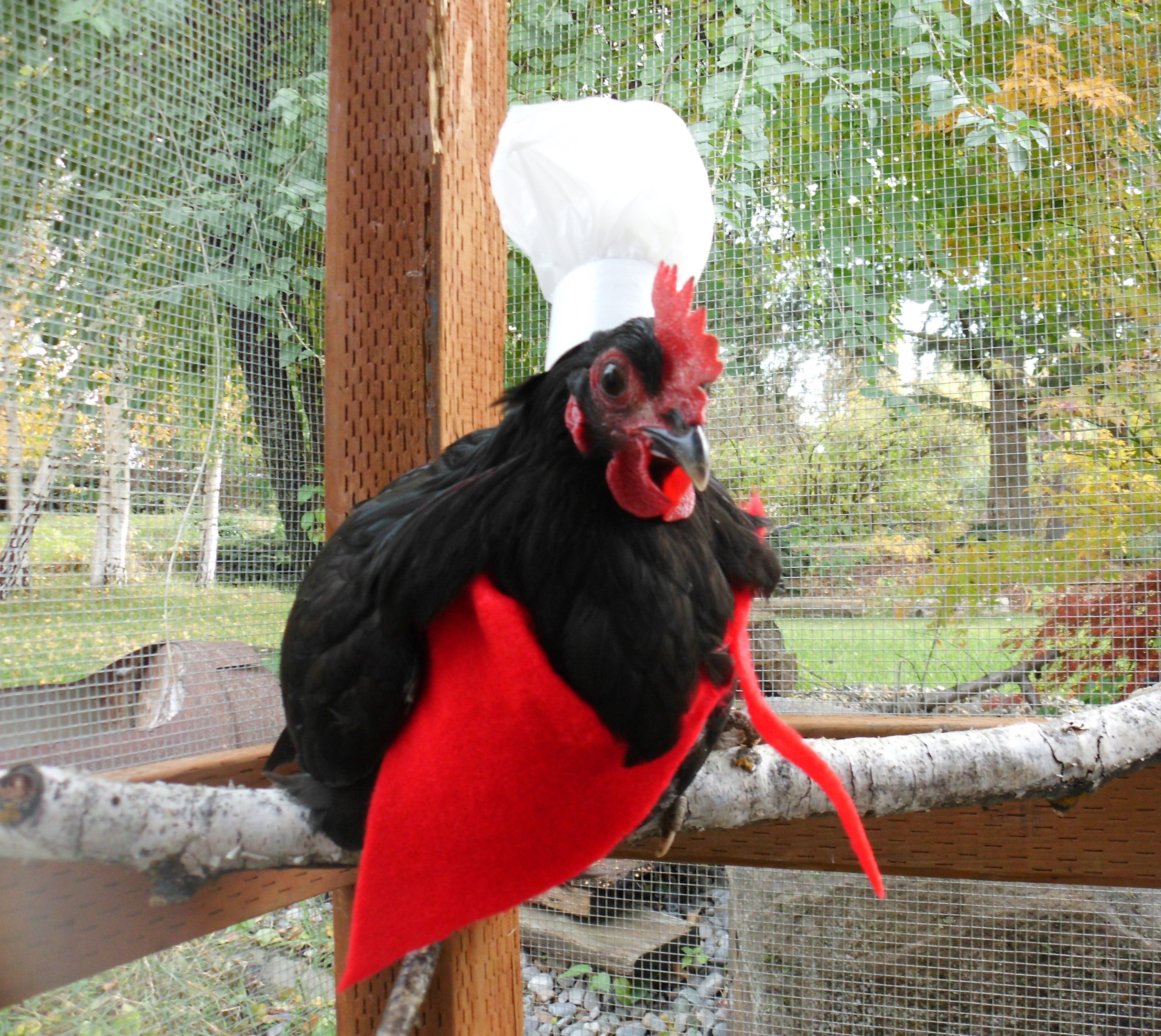 Had to make a 'lil Chef hat for Miss Molly, my breakfast helper (7.5 mo Black Australorp).