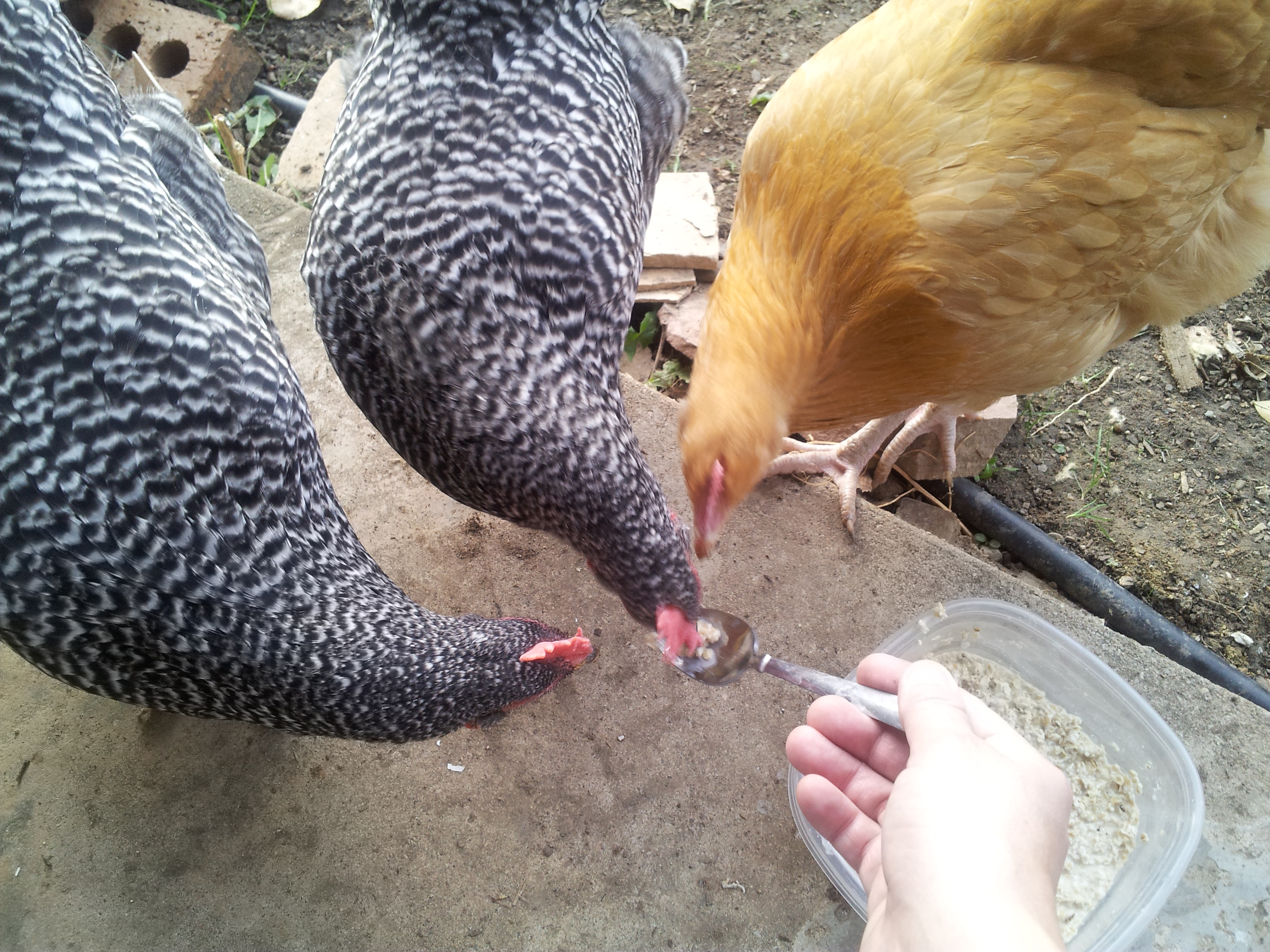 Had to show them they were good first...then approval =)