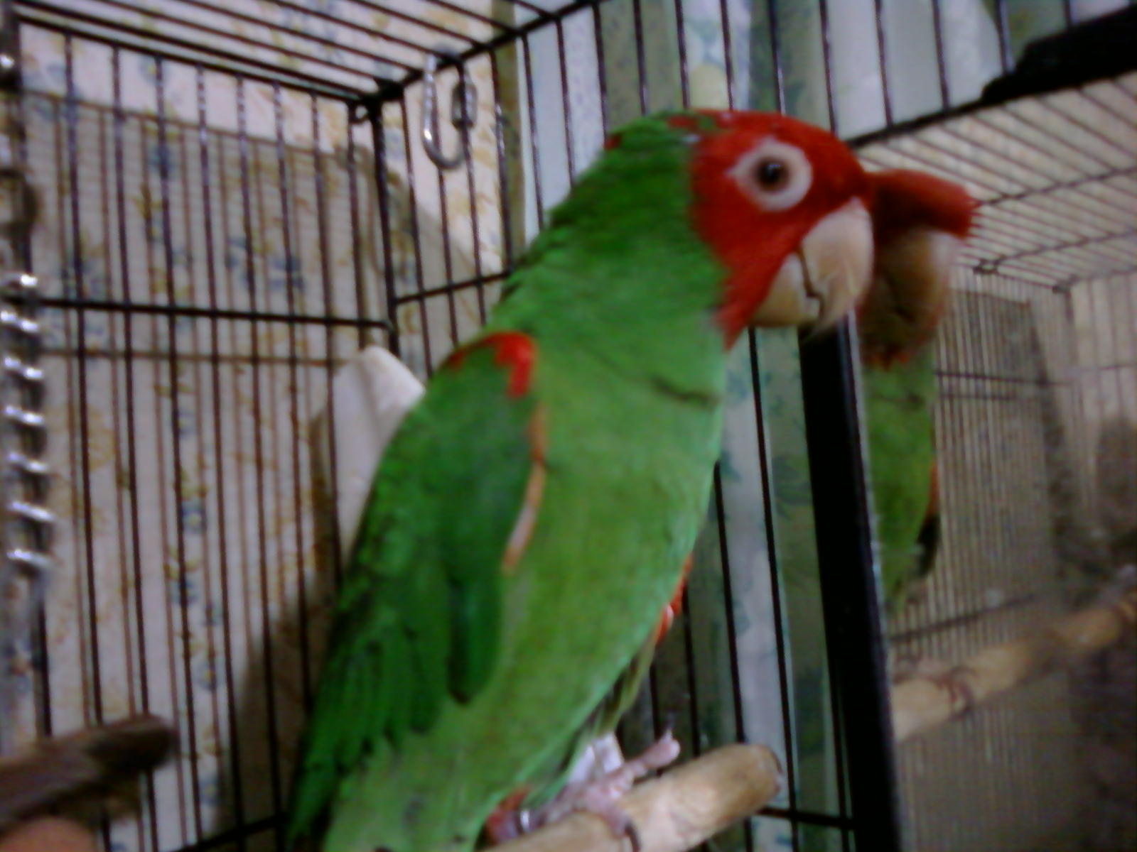 Had to throw in another picture of Tee-Jay. She was well into her twenties when she passed.