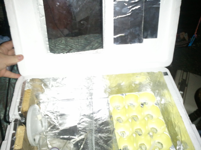 Haha, attempt #4 at making an incubator! All I hafta do is wire in a fan. This is for a class project though. And my weird buff cochinXameriauna cross eggs~ that I'll collect in a few weeks.

Attempt#1: Sucess
Attempt#2: Failure
Attempt#3: Haitus
Attempt#4: In Progress
