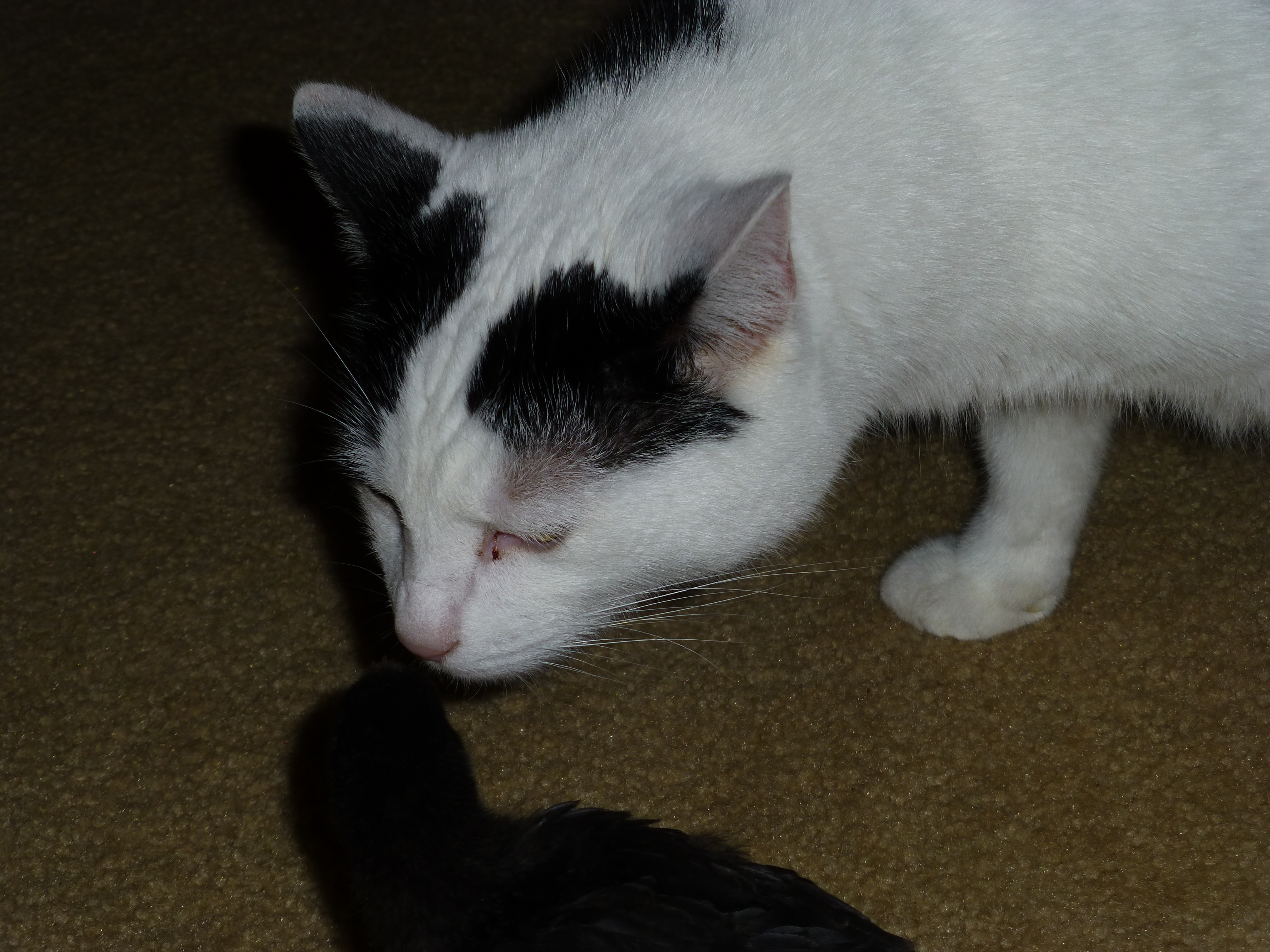 Haha, my cats scared of the chickens