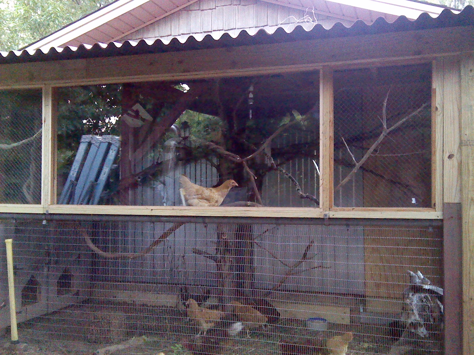 haha,she's looking for a good roost