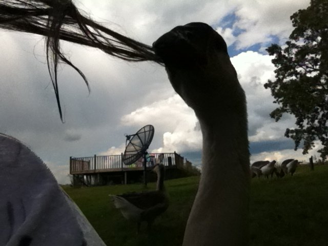 Hair Nibbling again.