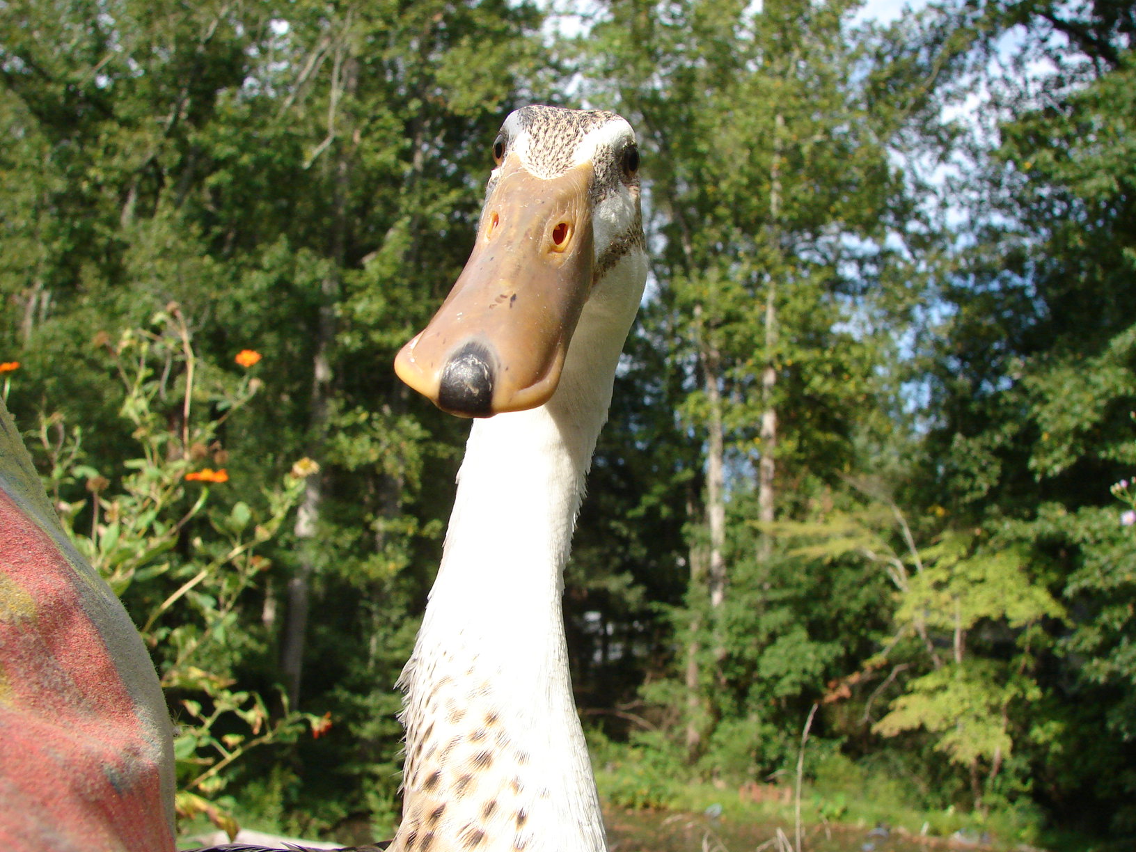 Half giraffe, half duck.  100% cute.