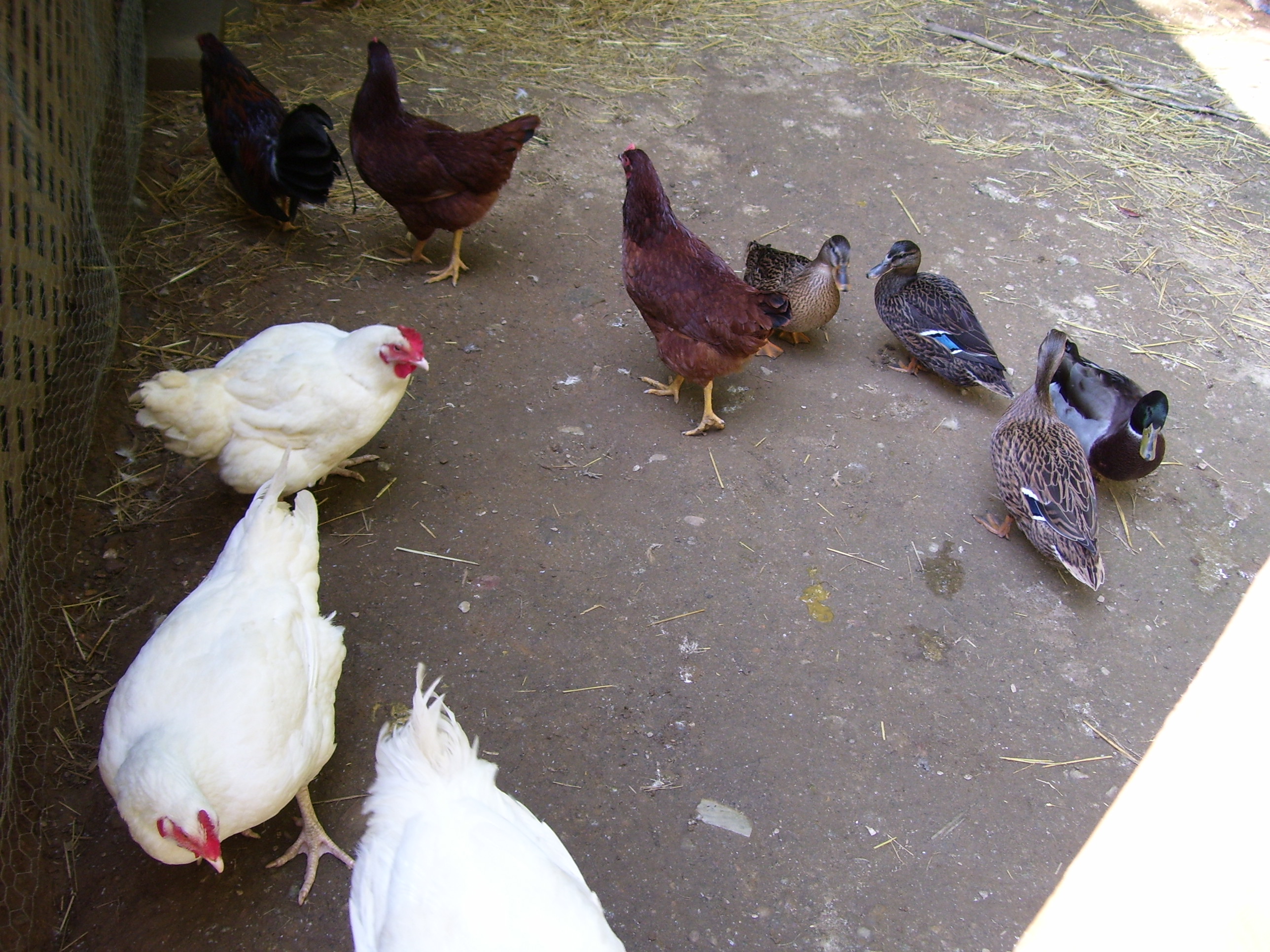 half of the flock together<3