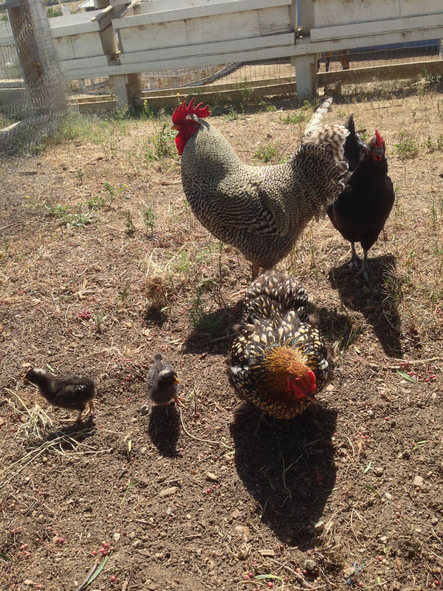 Half the flock.