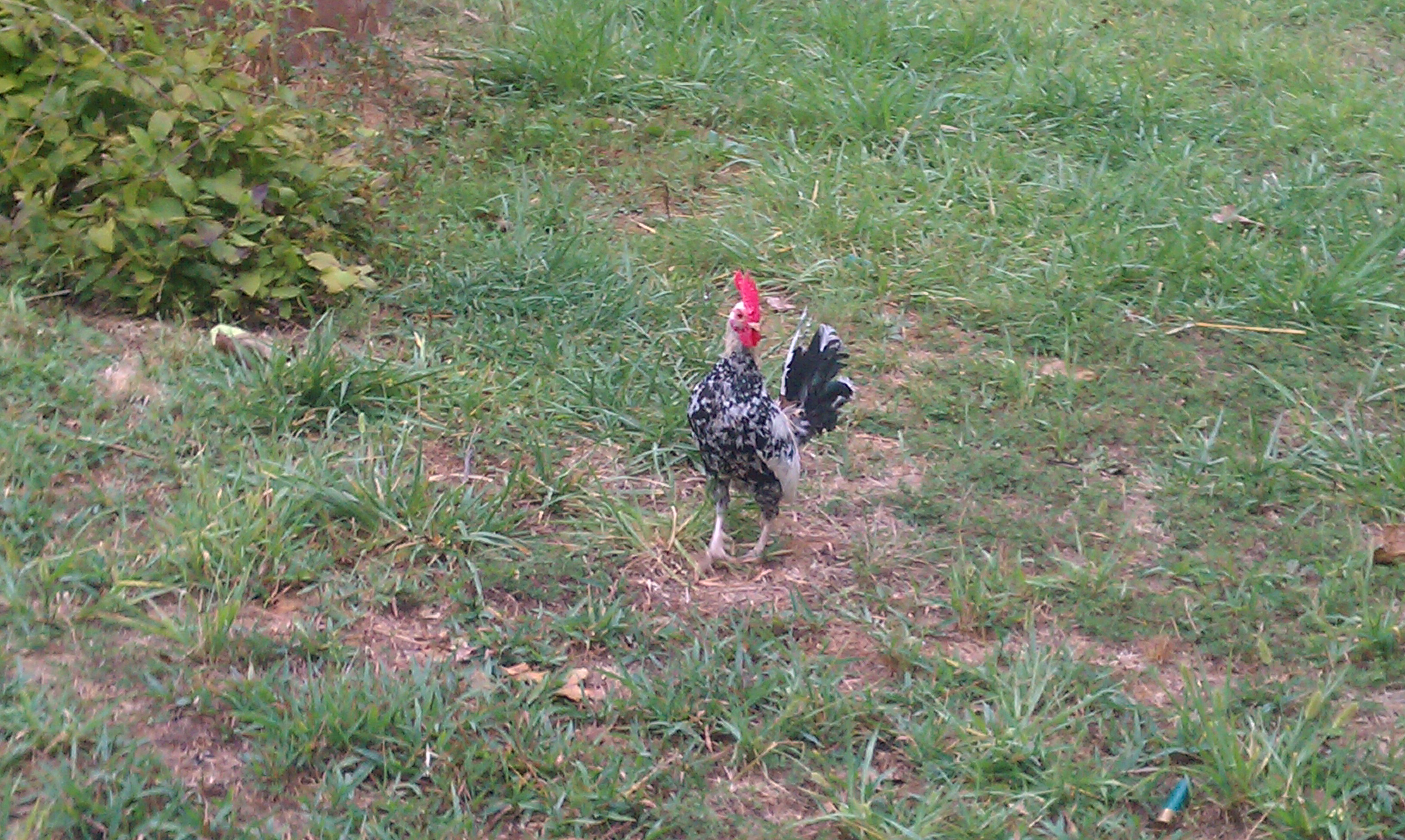 hamburg bantam rooster