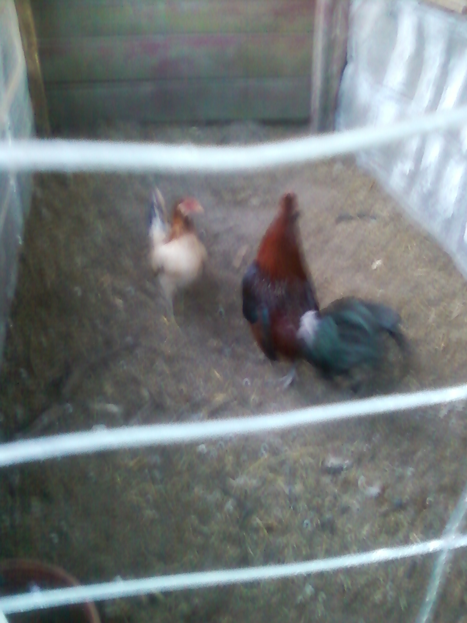 hammertime hatch rooster and hen