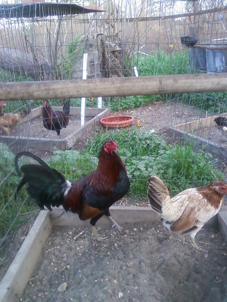 hammertime hatchrooster and hen