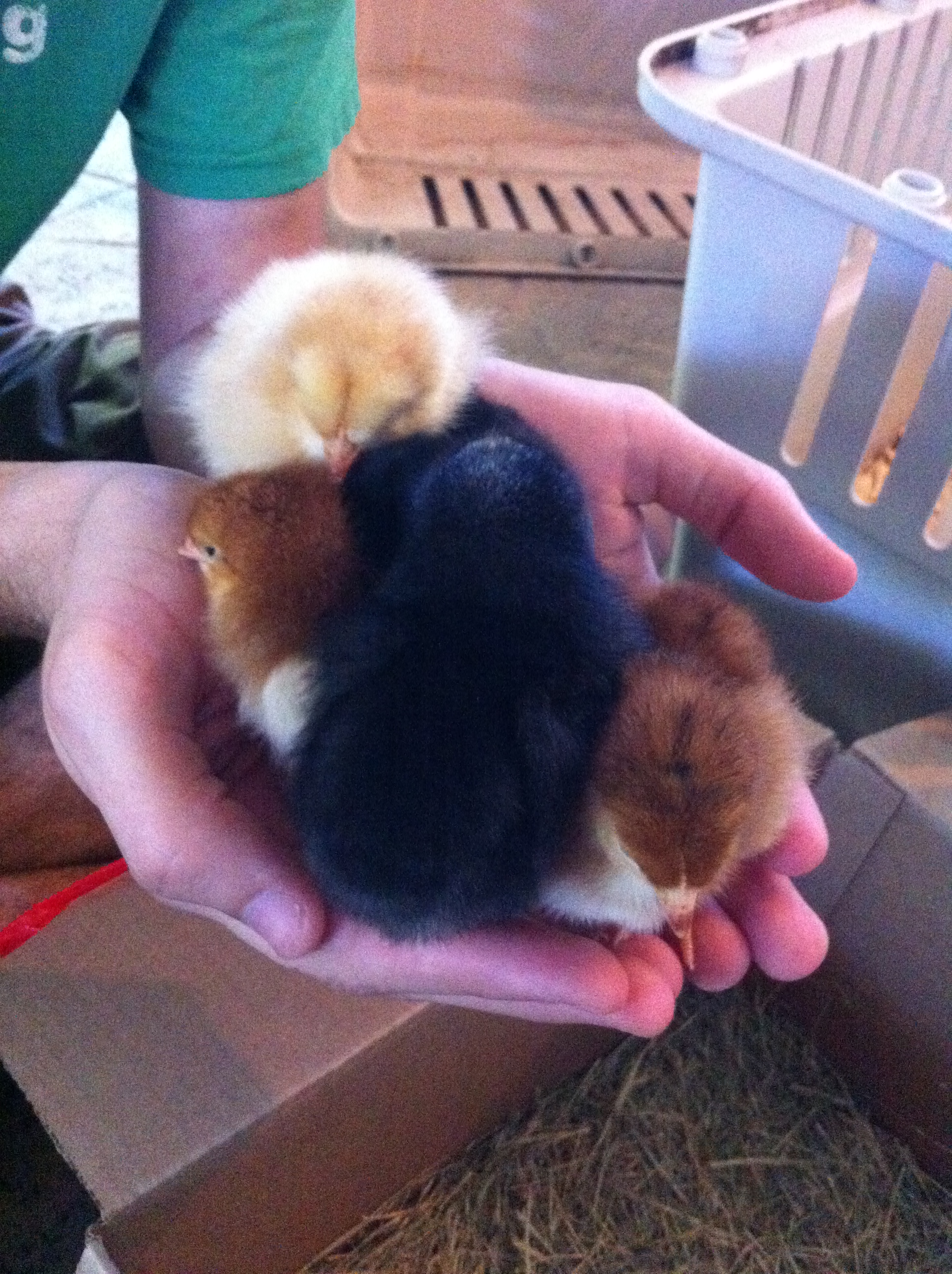Handful of chickies