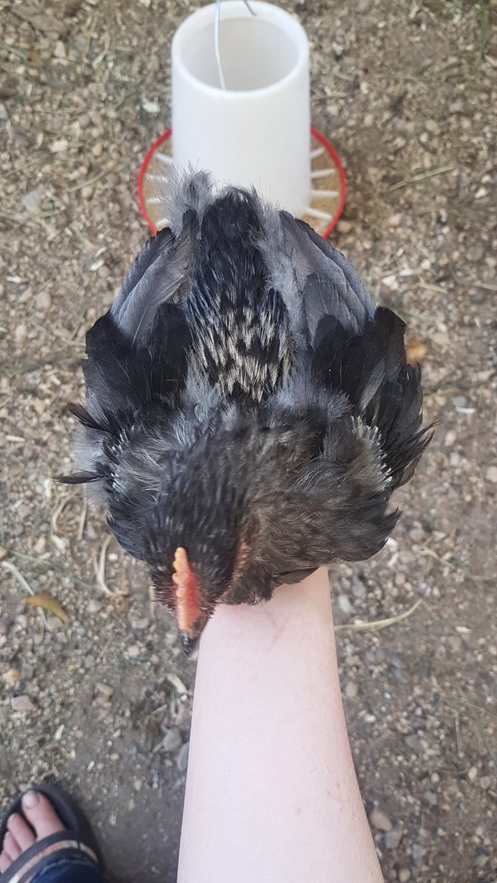 Handsome Bantam Cochin Cockerel