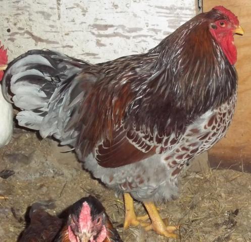 Handsome Blue Laced red Dude!