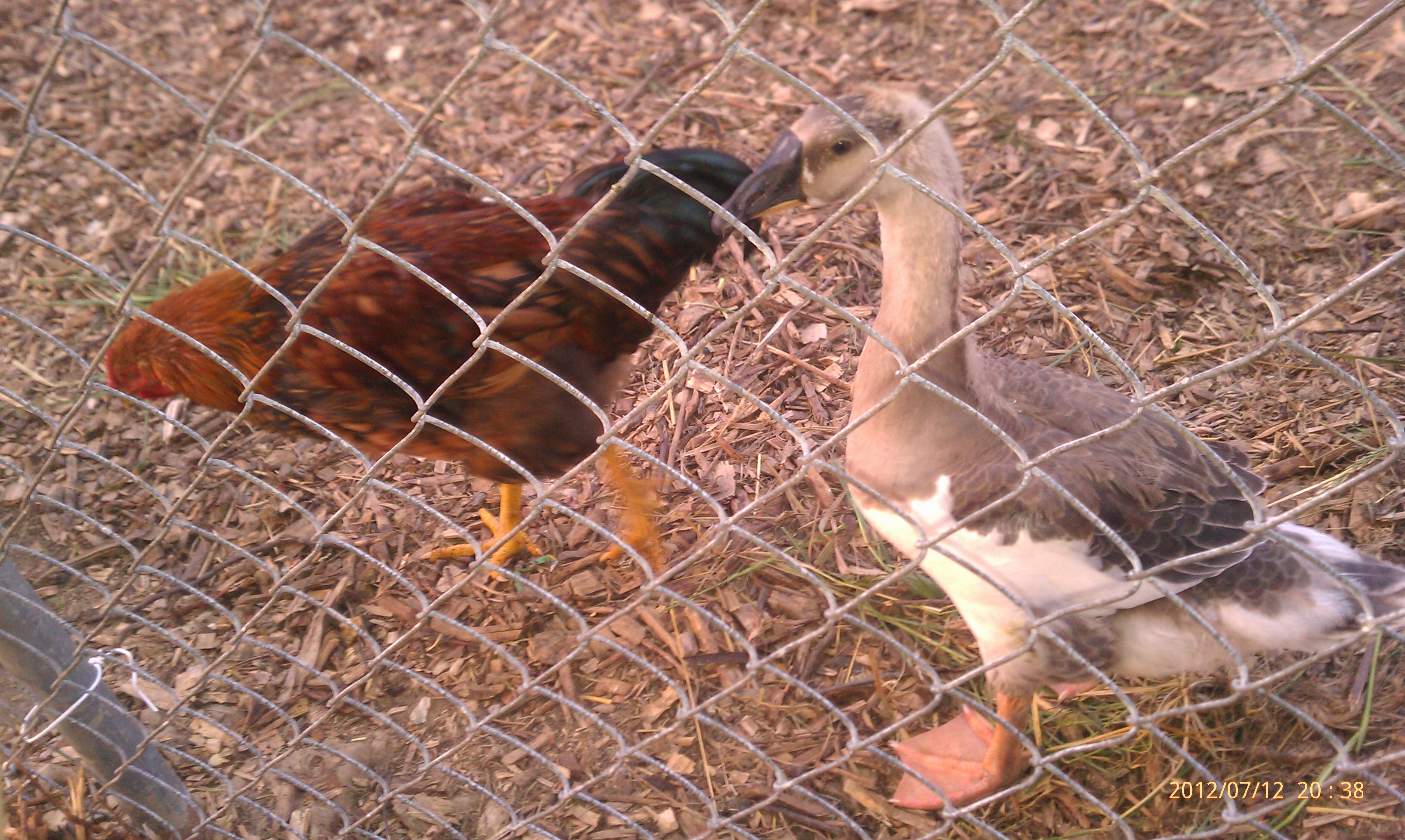 Handsome lil grey and Mr Red