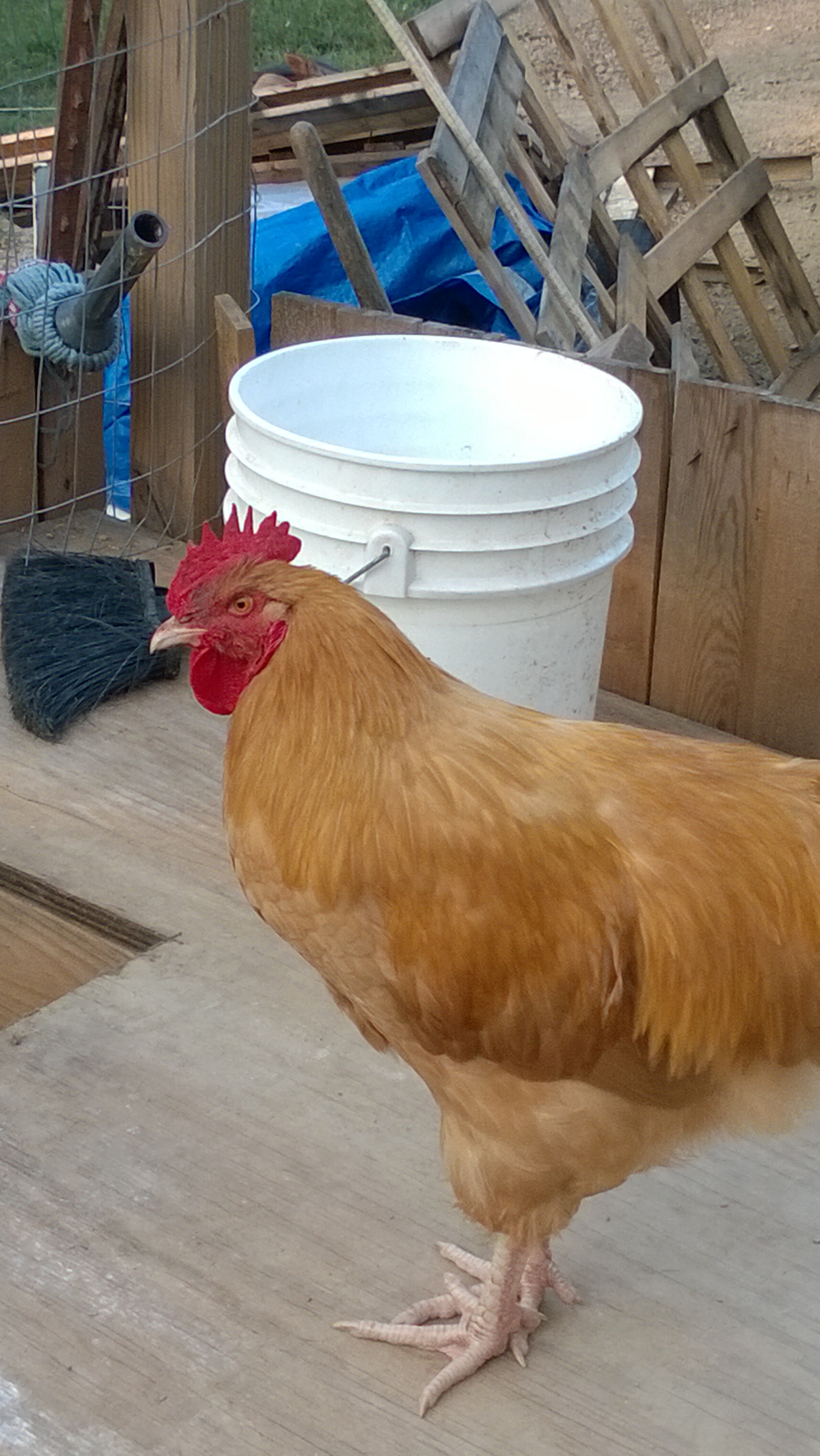 handsome Mr.Roody Roo