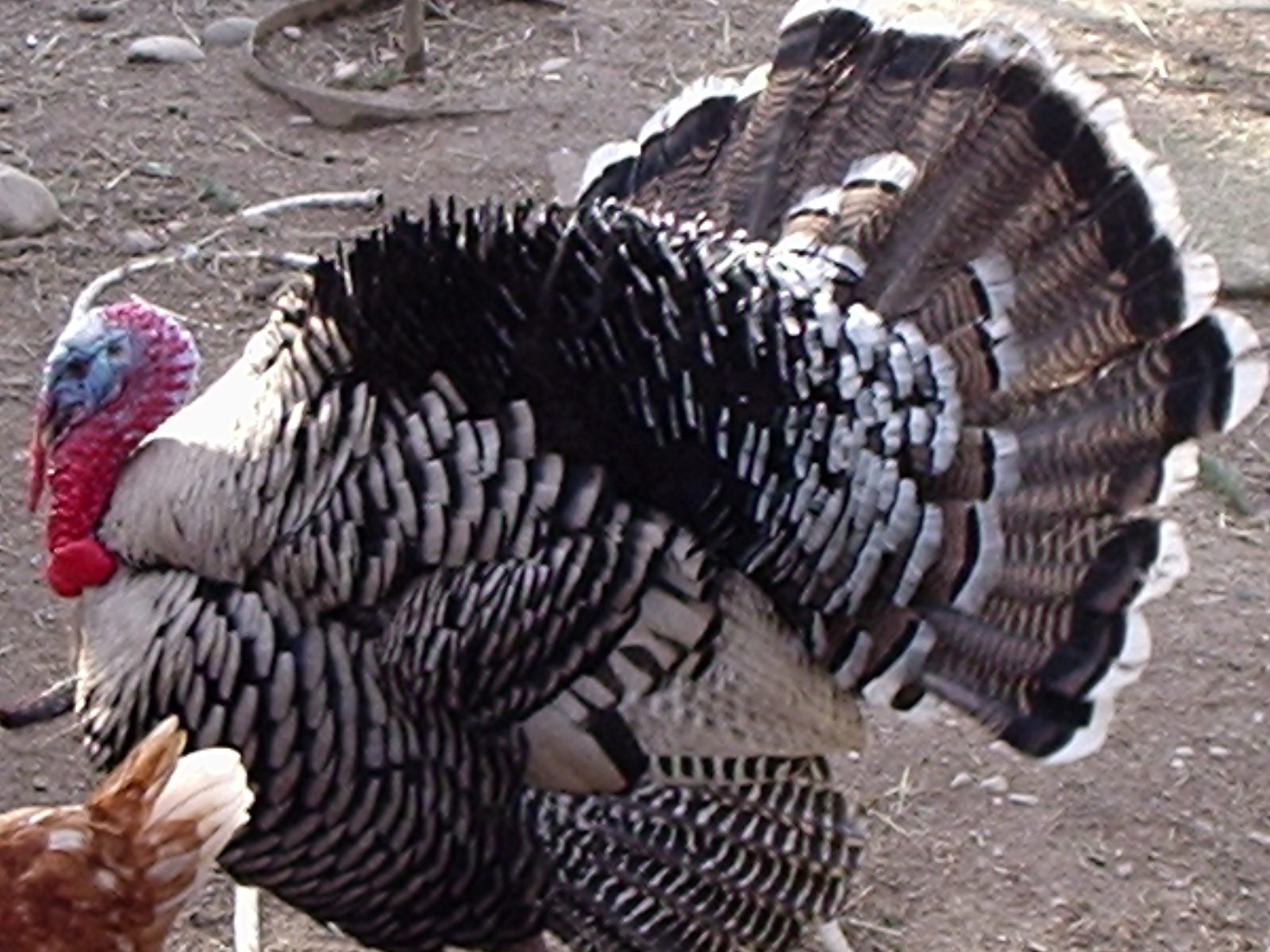 Handsome Narragansett fellow showing off for the camera!  Beauty Queen (err, King).