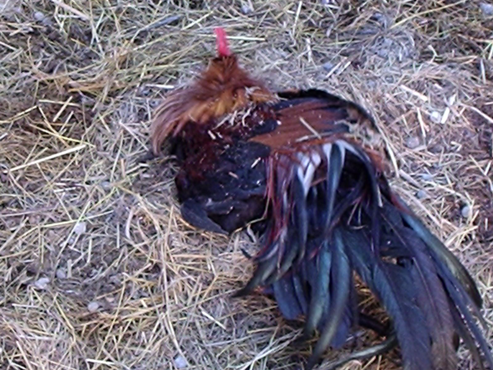 Handsome one-eyed Phoenix cock taking a lazy dust bath.  Jock AND Beauty Queen.
