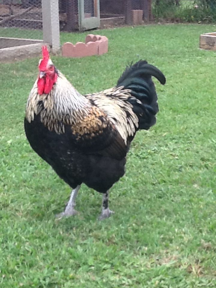 Handsome Roo!