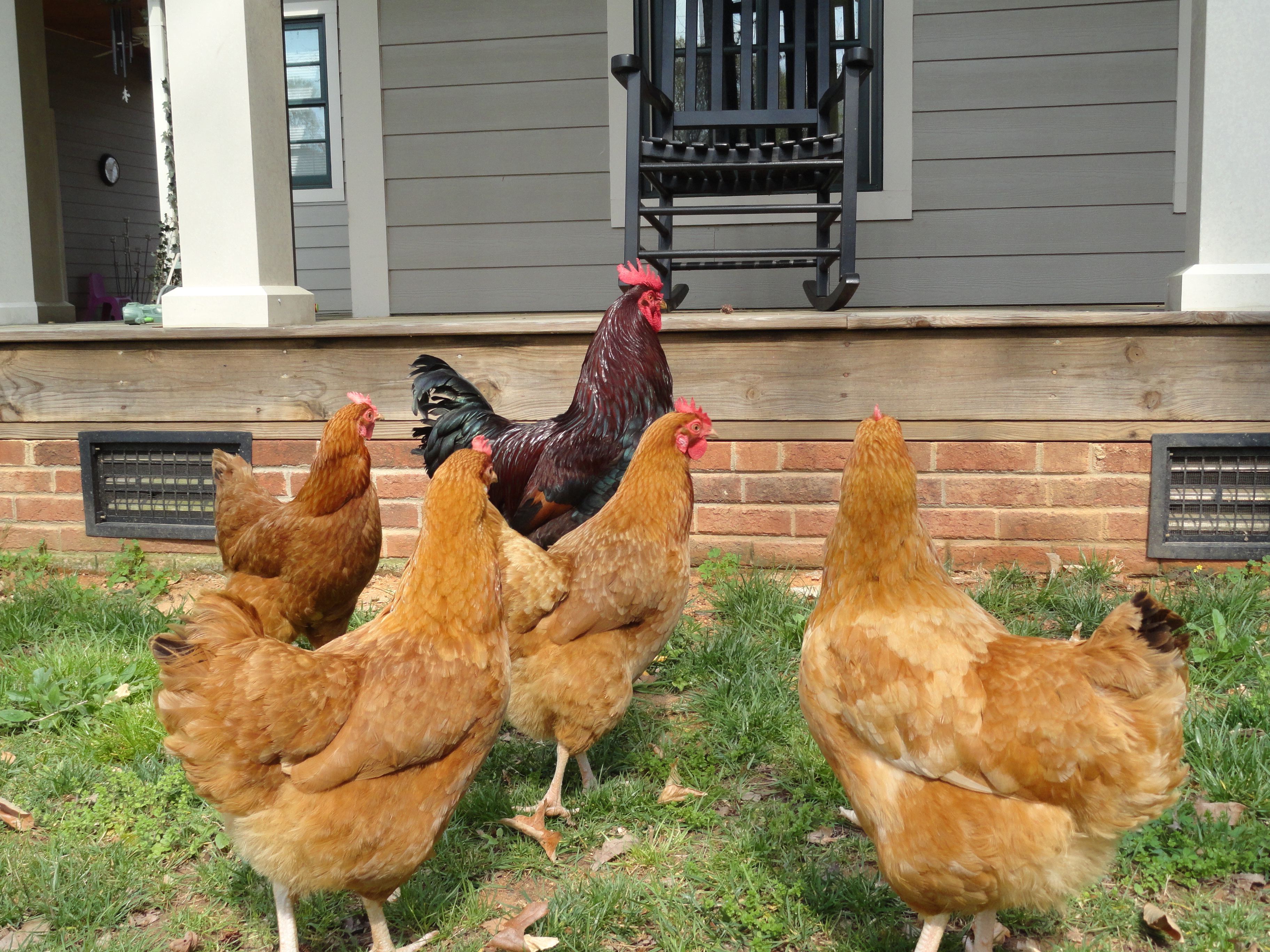 "Handsome" with his girls: "Honey," "Taffy," "Ginger," and "Cinnamon."