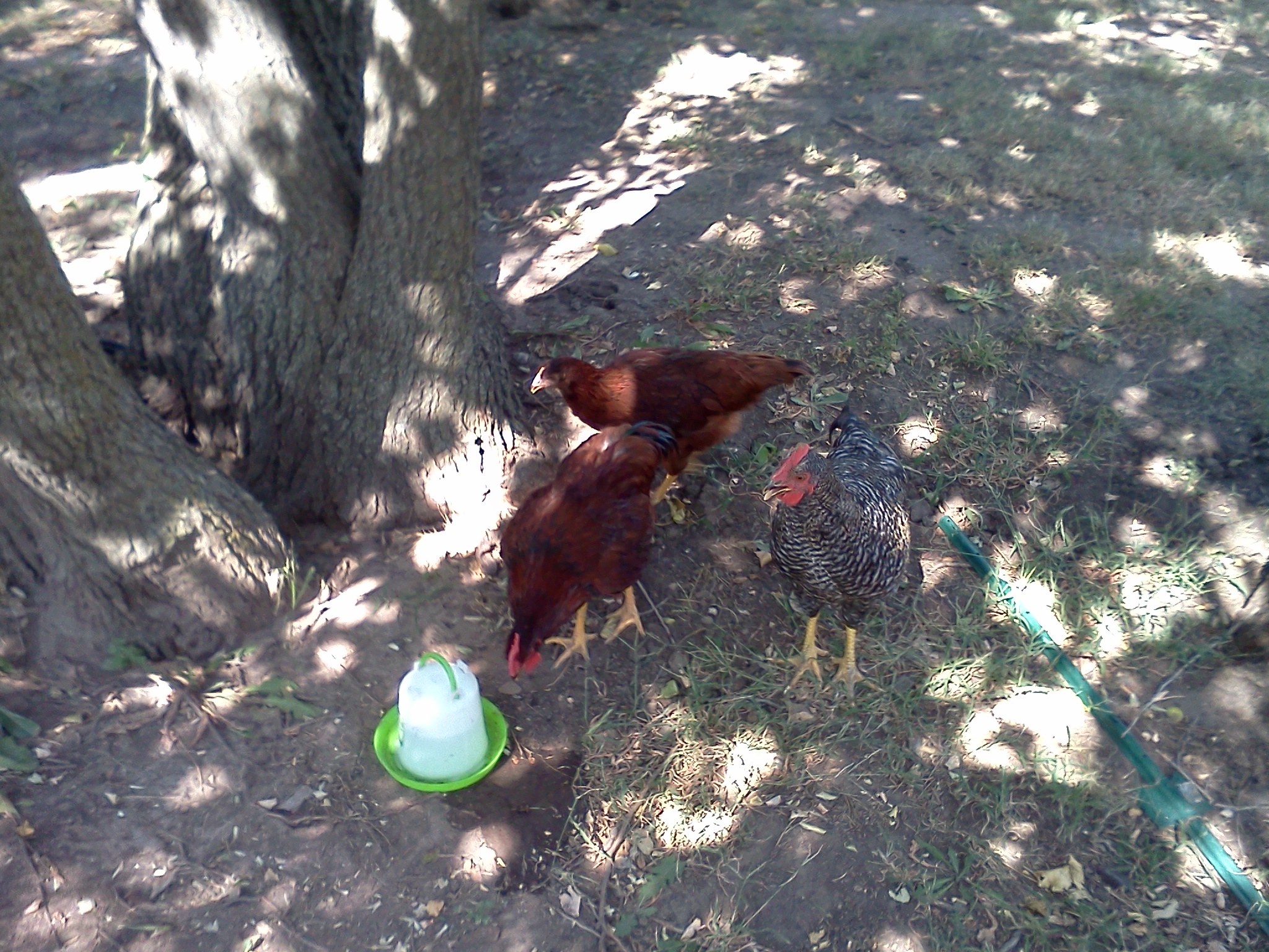 Hanging around the water jug watching Daddy build the coop:)