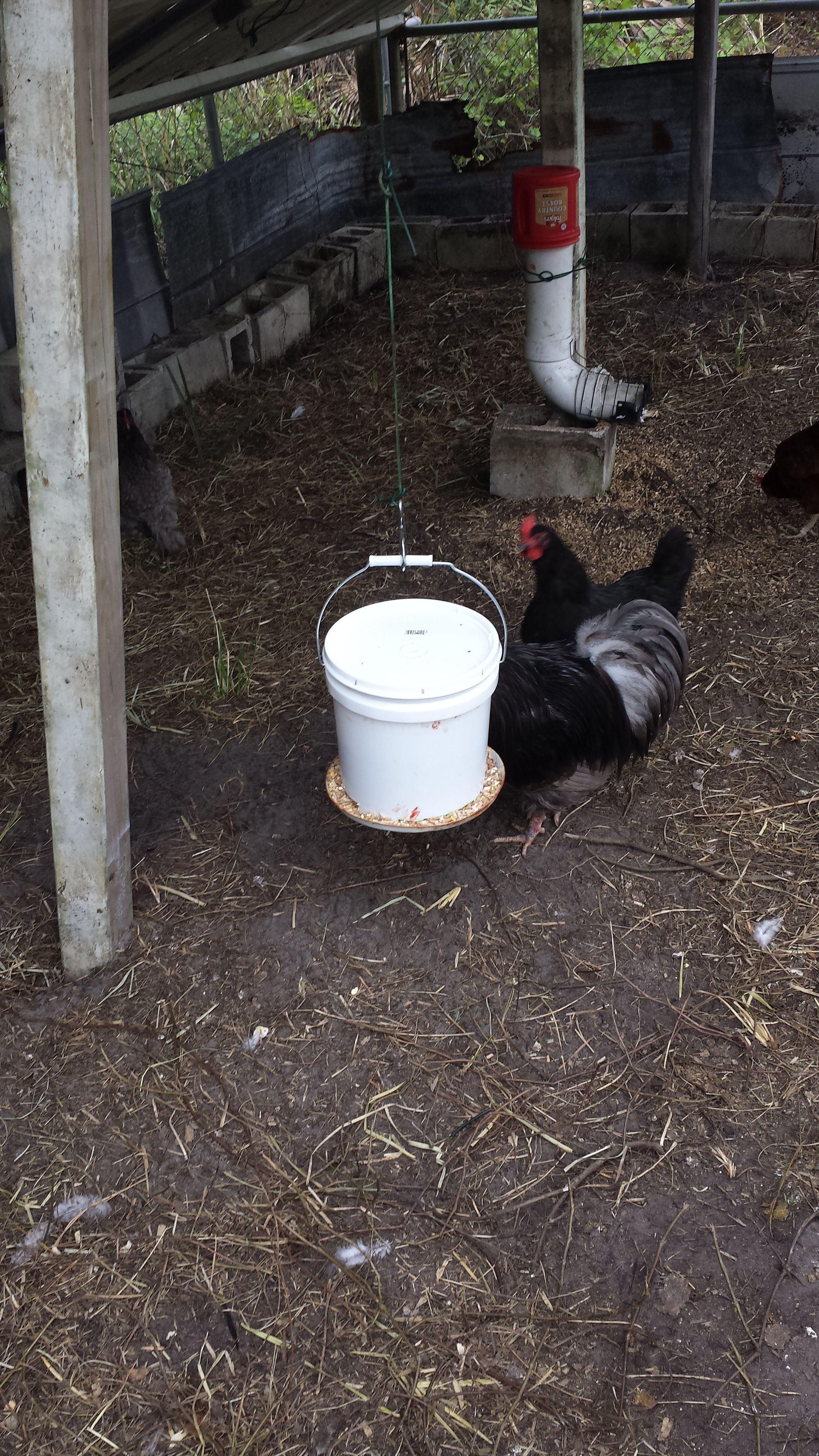 Hanging auto feeder
