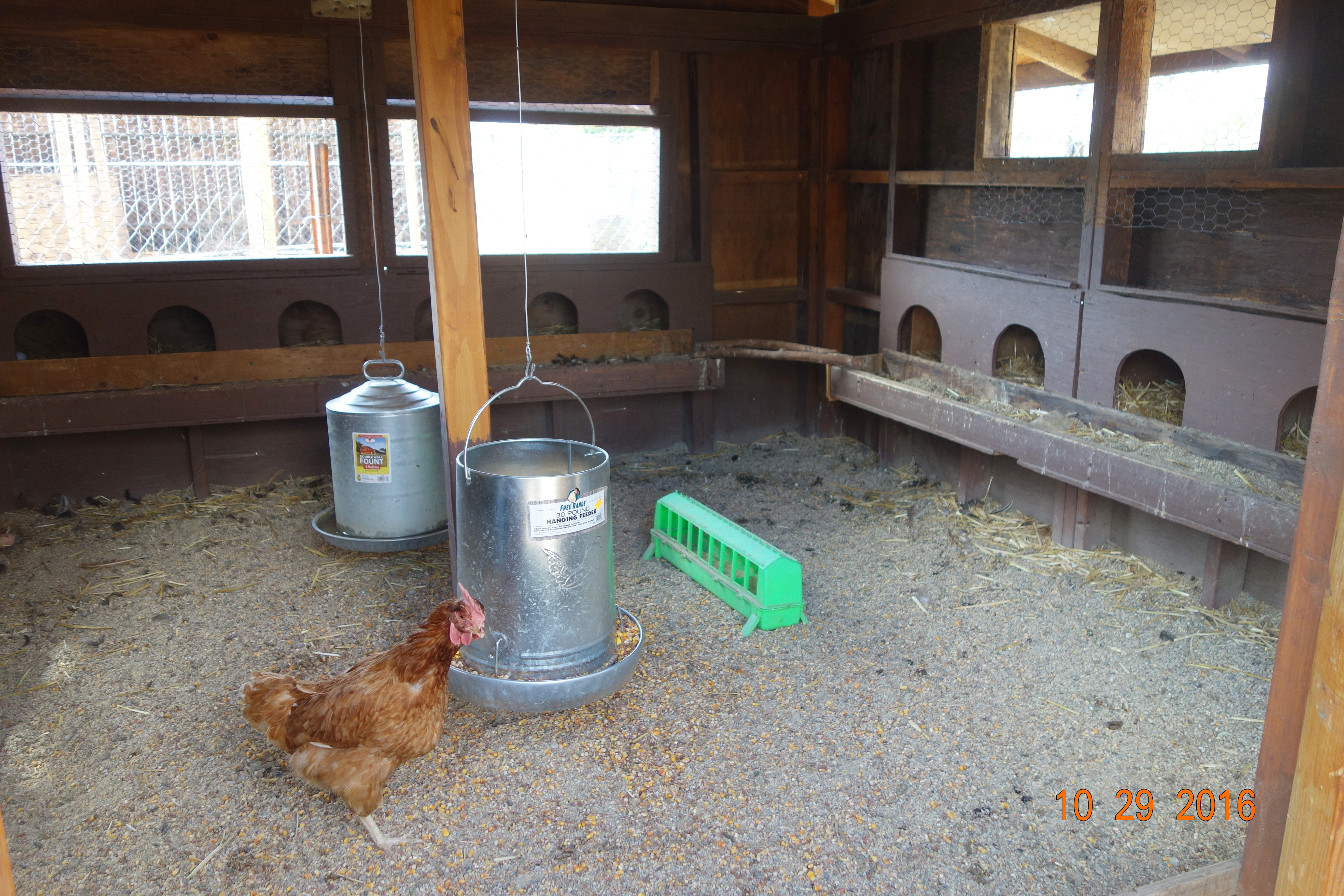 Hanging feeder and waterer inside the coop. The green feeder on the floor is for laying mash.