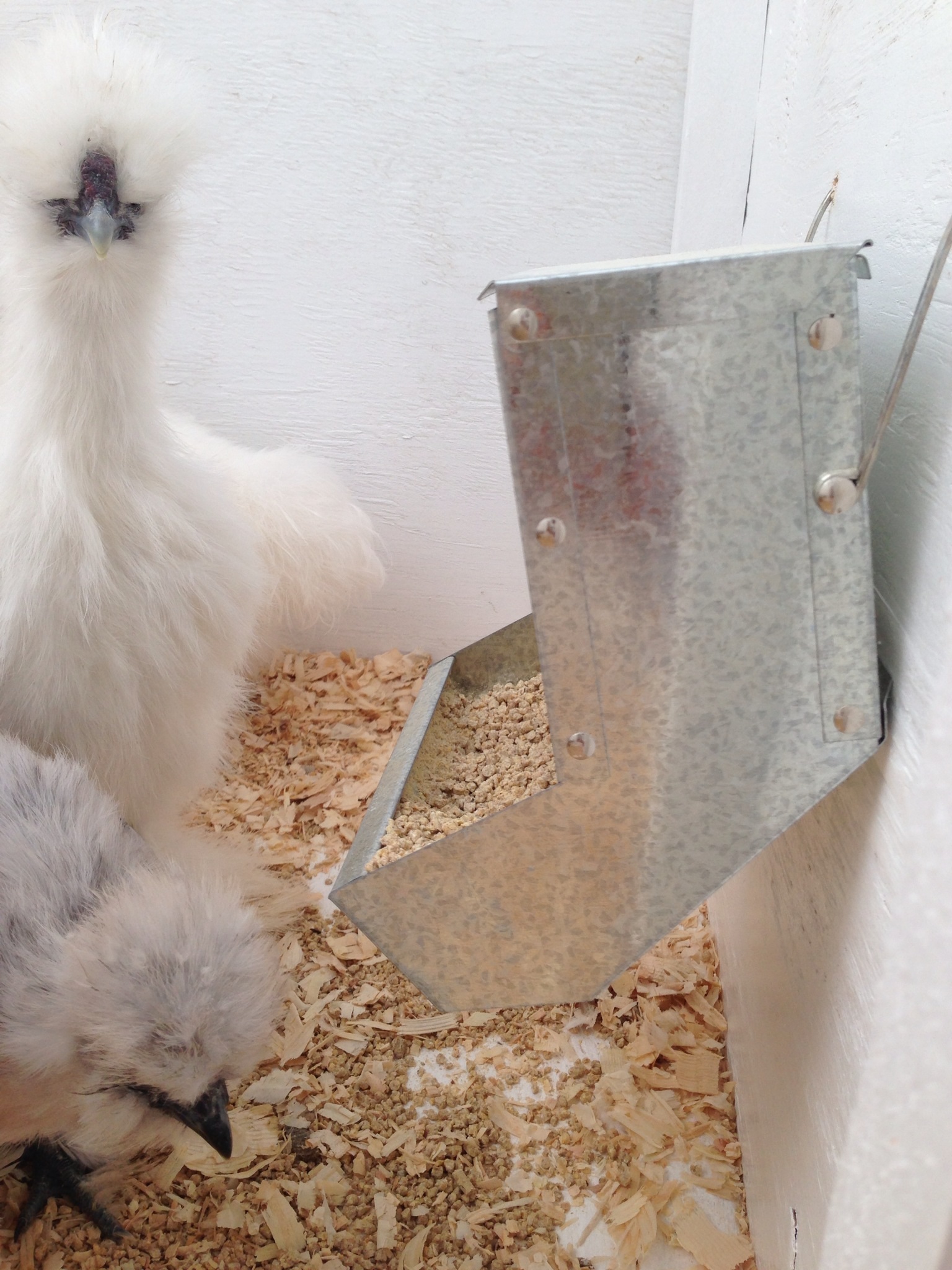 Hanging J feeder. These little fuzz butts made a mess--maybe just  their nature to eat off the ground.