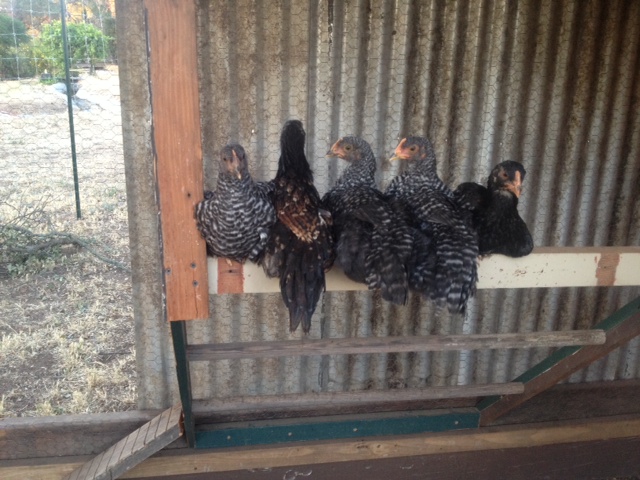 Hanging on the perch.