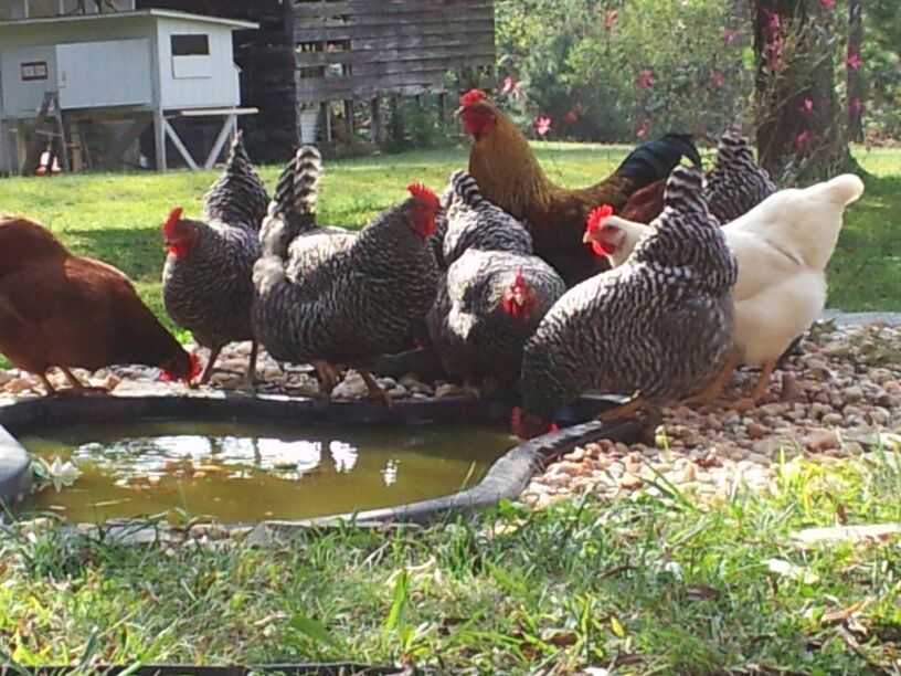 hanging out at the little pond