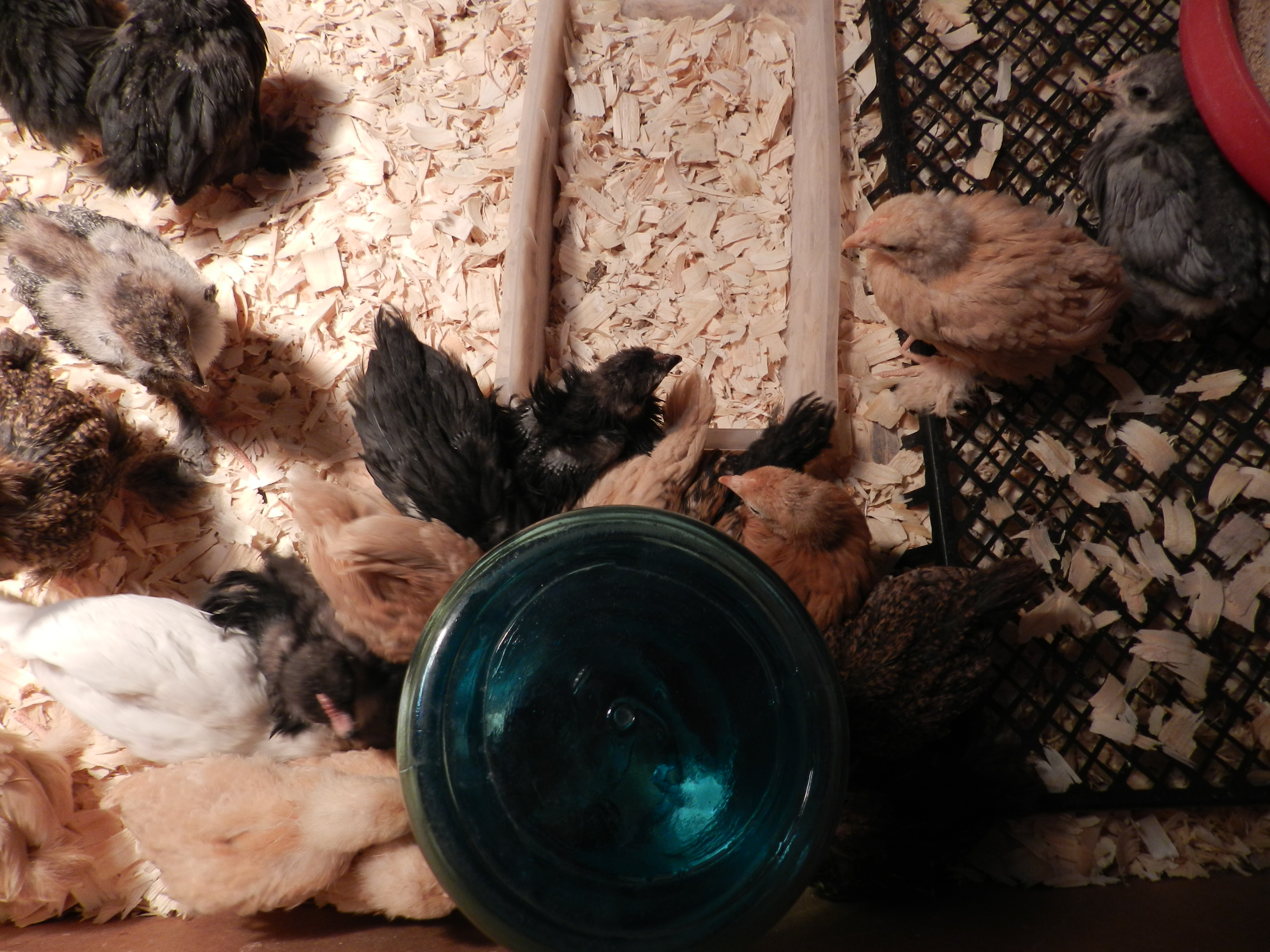 Hanging out at the water jar