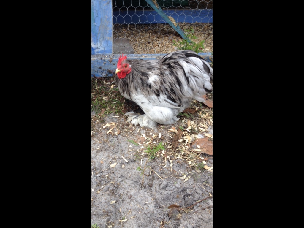Hanging out by the coop