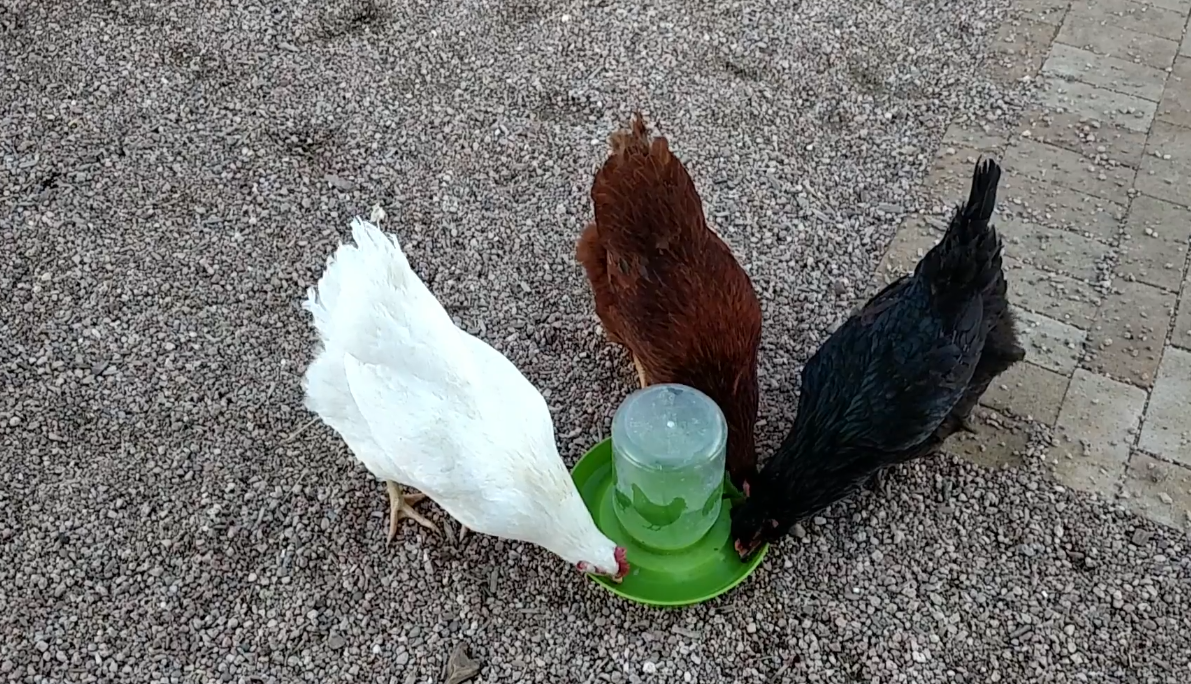 Hanging out by the water cooler!