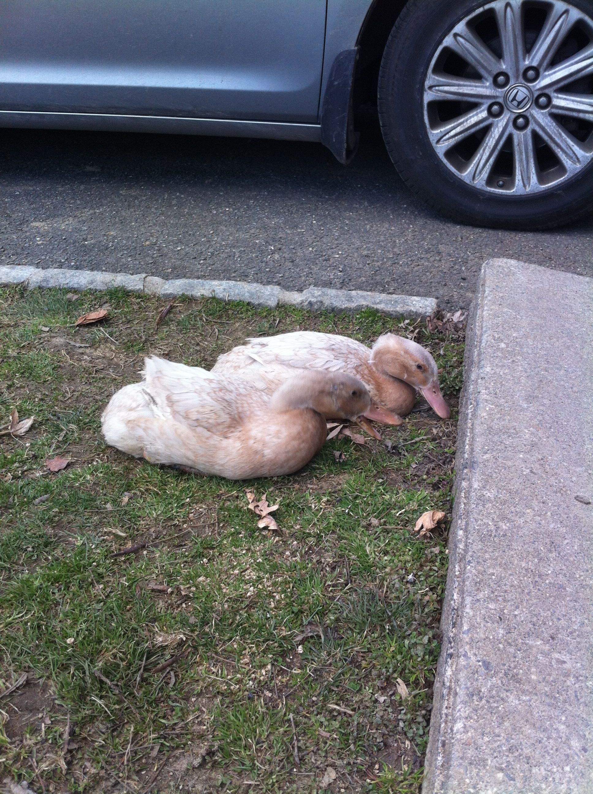 Hanging out in the grass