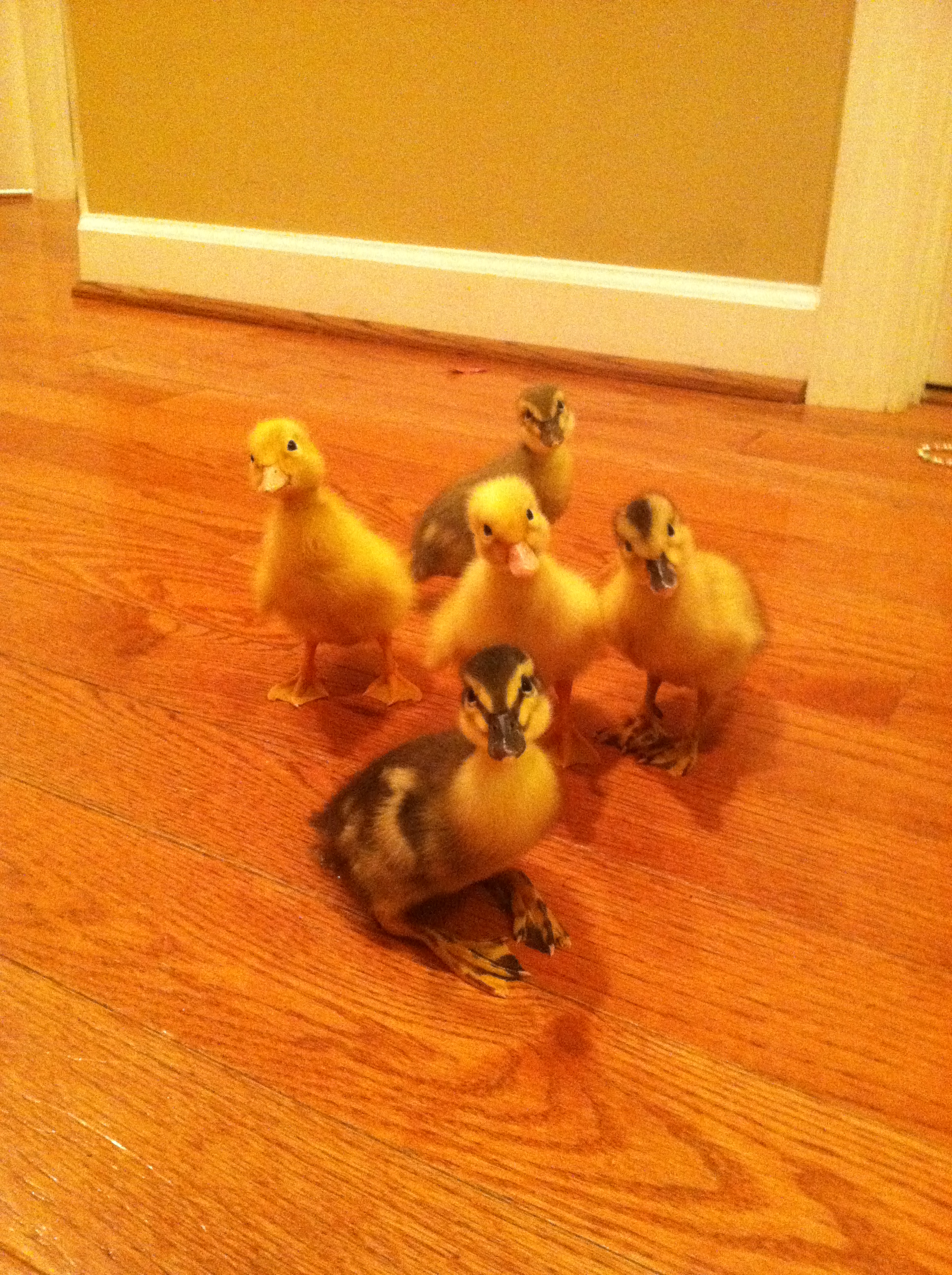 Hanging out in the house for some play time at 2 days old.
