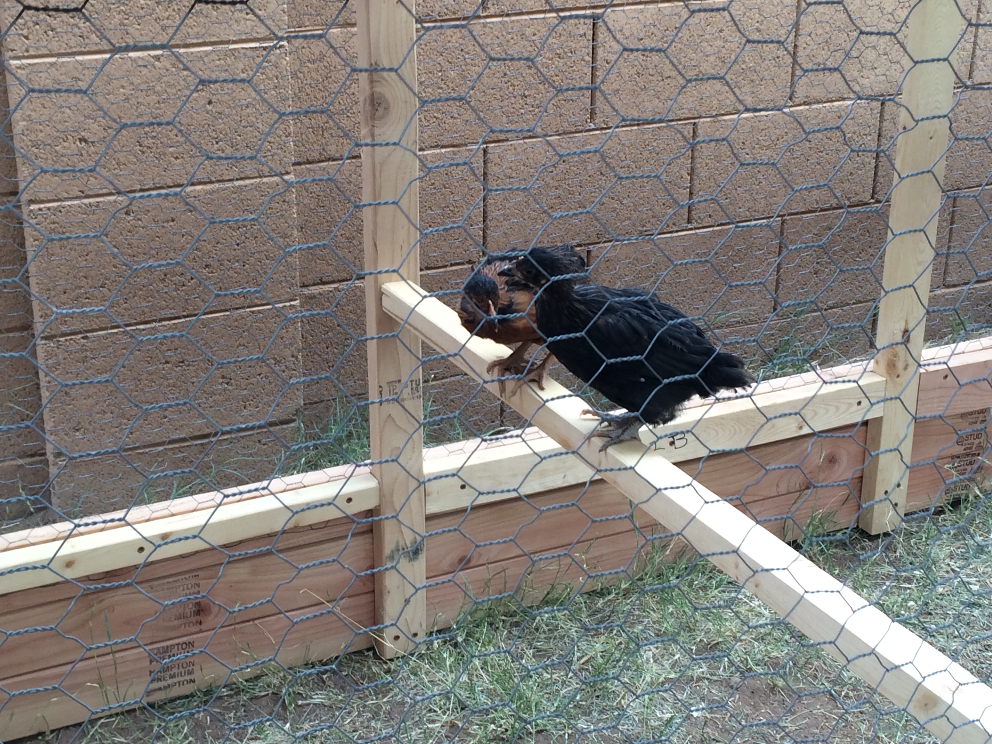 Hanging out on one of their roosts.