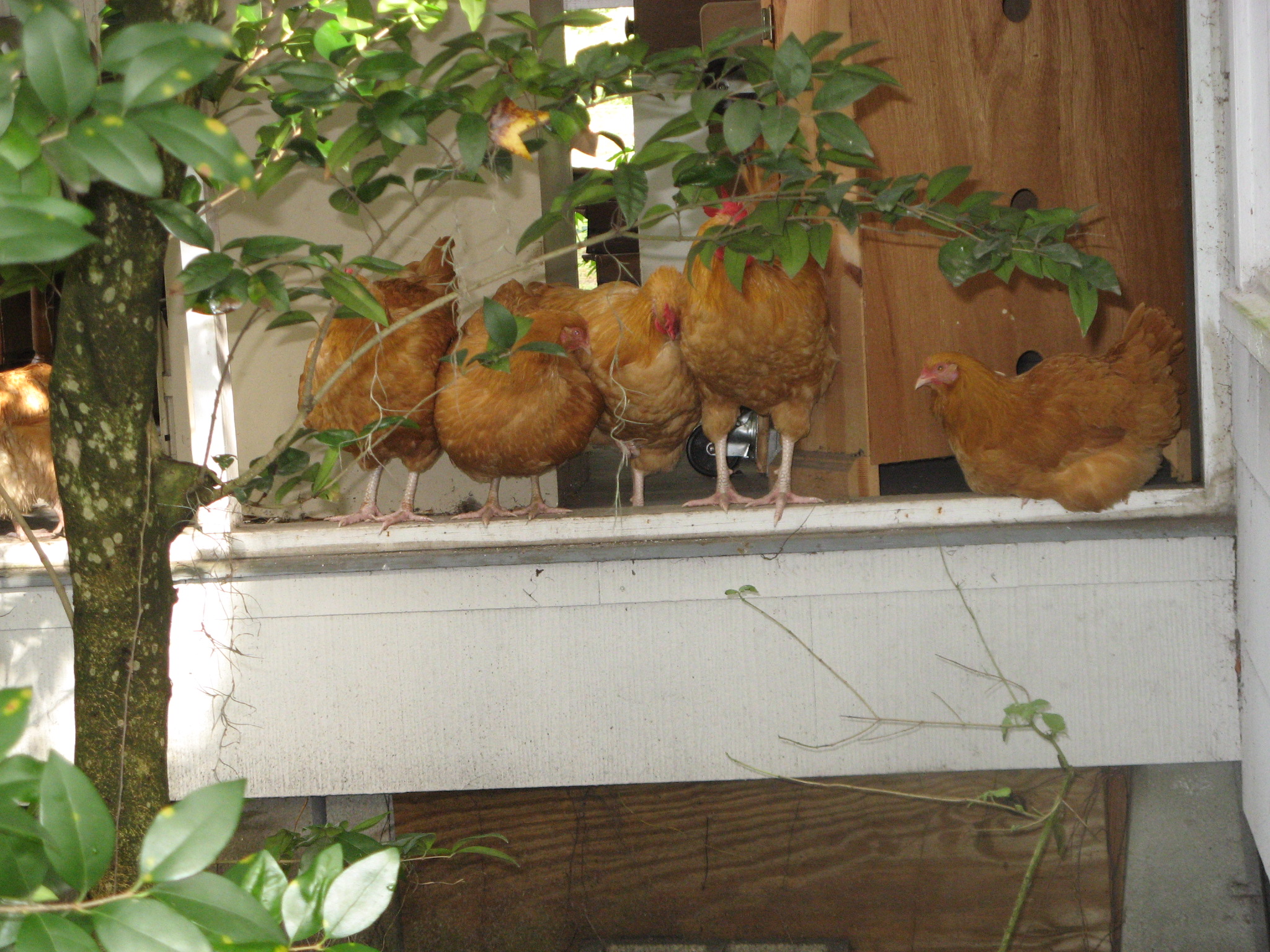 Hanging out on the front porch.